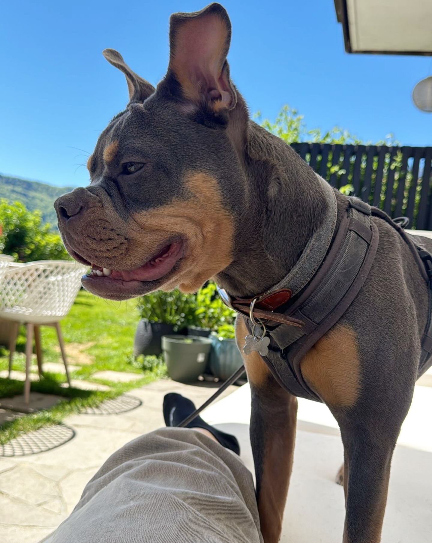 SOLANA ☀️
Wunderschöne und sehr sportliche Nachzuchthündin in der Farbe blue 🍊 tan.
#AlphaBully #alternativefranzösischebulldogge #retrofrenchie #CDDYfree