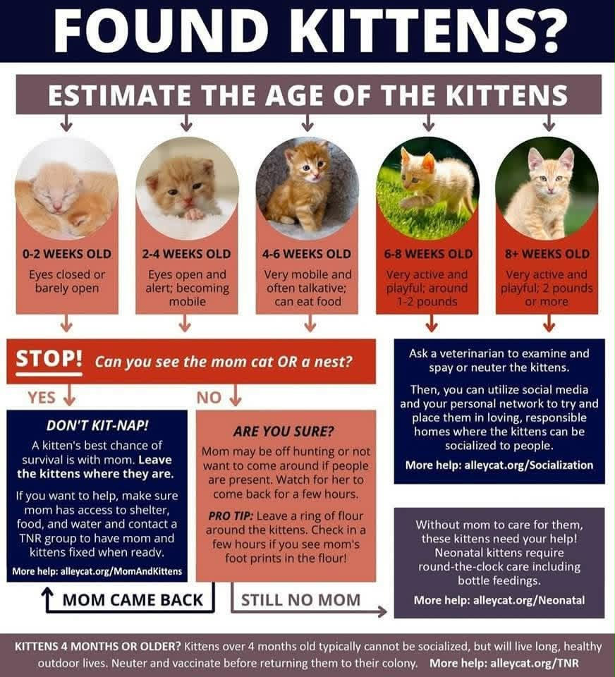 Happy Caturday! It's Kitten Season! Please share this with family and friends. Rescues and shelters do their best to help the many kittens (and their moms) who are already popping up everywhere, but this is a community effort — everyone needs to help in some way. And no matter what happens with the kittens, please don't forget about the momma cat. She must, at minimum, be spayed (and rabies vaccinated) to stop her from producing yet another litter of kittens.
#kittenseason #kittens #whatodo #foundkittens #petsarefamily #howtohelp #frederickkittens #frederickpets #frederickpet #helpingpets