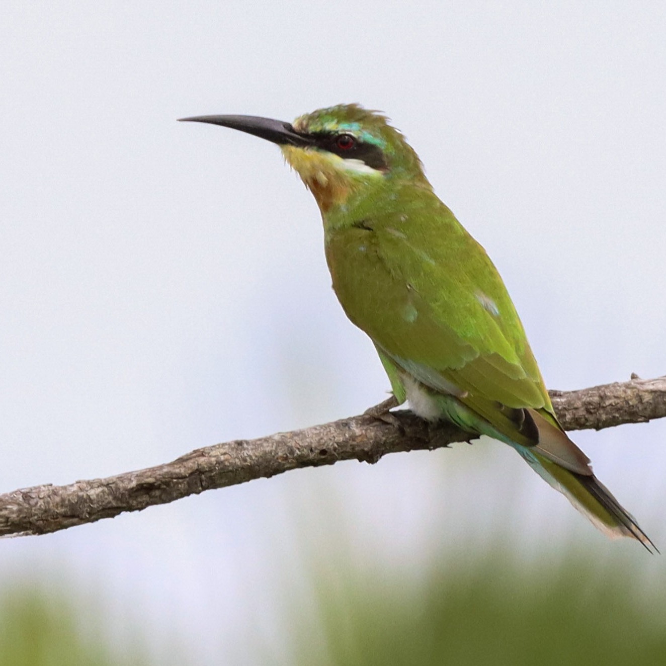 There is no place quite like Nyerere National Park — formerly known as the Selous — for a truly extraordinary birding safari. Sitting at the unique crossroads where Southern and East African bird species meet, this vast wilderness offers an astonishing diversity rarely found anywhere else on the continent. With more than 450 recorded species, from striking raptors and vibrant kingfishers to rare endemics and dazzling migrants, every drive, walk, and boat safari becomes a new adventure for the senses.
At Porini Camp Wanyamapori, we make every birding moment effortless and unforgettable.