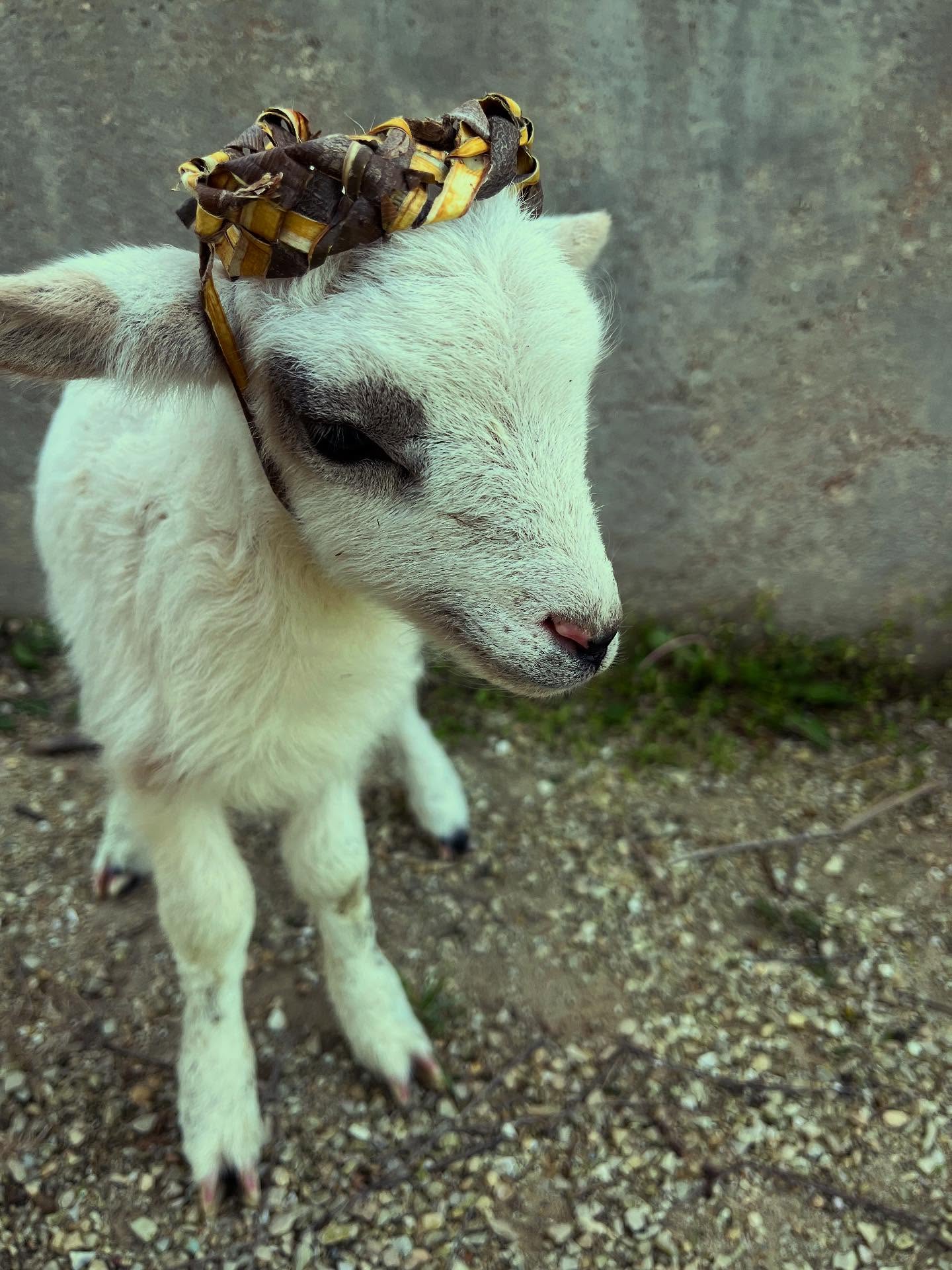 It’s been busy! 🐑 Spring lambing has begun! 🥹 Which means we have had a handful of bottle lambs, this one getting a snazzy willow bark crown from the children. Mostly, however, the mamas and their beautiful teeny babies are doing wonderfully together! We have lots of grass and they seem super content, even despite the storms we’ve had. 🙌