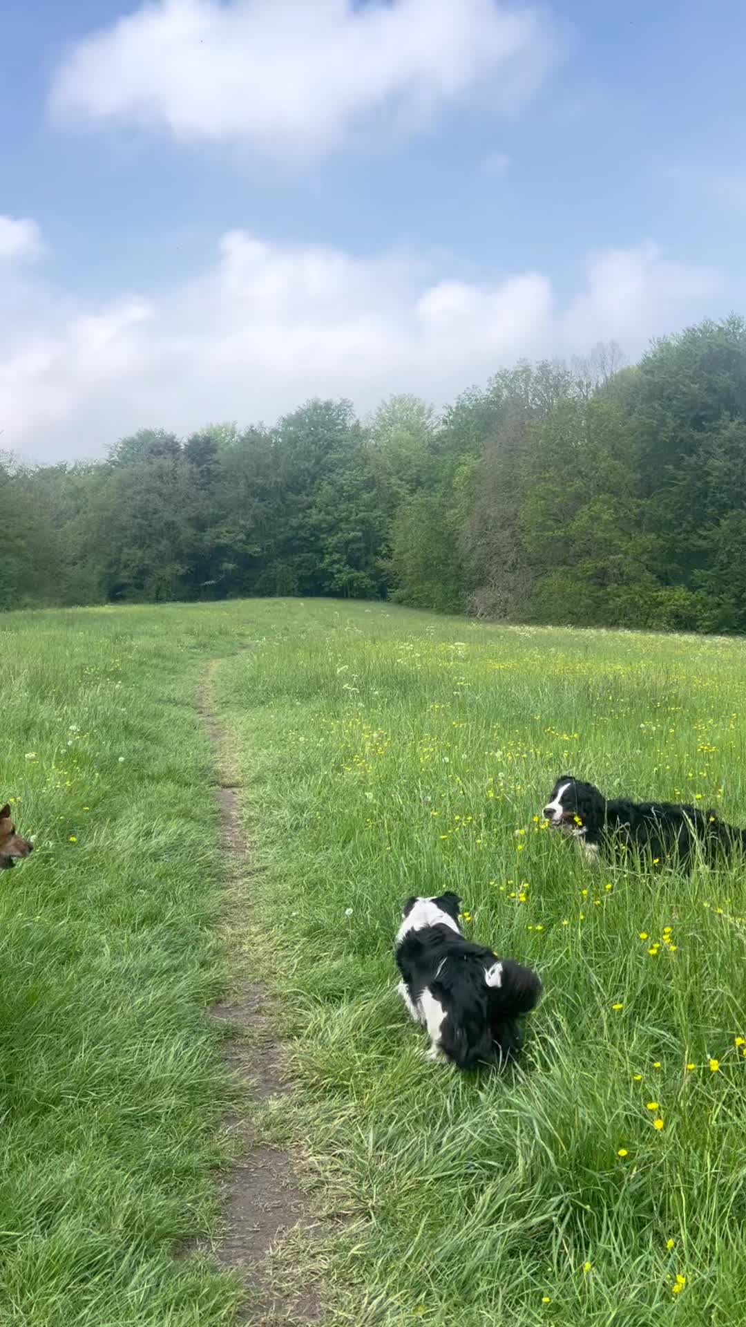 Lekker springen door het hoge gras en de bloemetjes!
๐ผ๐ฅฐโค๏ธ๐ป๐ณ๐ถ
๐พ Fendi, Cooper, Bo, Coco, Sam, Bennie en Tessa