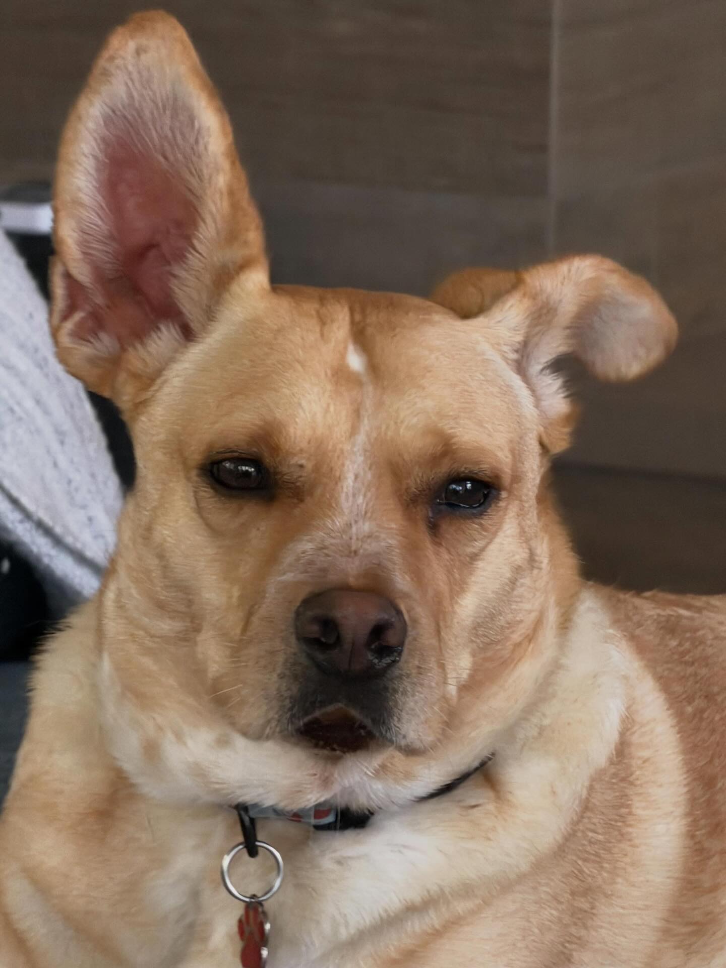 Scooby understood the assignment for picture day. 📸🐾
Those eyes locked on the camera, one perfectly dramatic ear, and a face that says, “So… when are you taking me home?”
Scooby is a 3 yr old, 45 lb sweet, Carolina mix who is attentive and ready for a forever family of his own. He’s the kind of dog who looks right at you like he already knows you — and maybe already loves you a little too. Now he just needs someone to see what a special guy he is and make him part of the family.❤️
➡️ Please SHARE THIS to help us find our special Scooby a loving home.
To schedule a meet and greet with Scooby, please go to: www.almarescue.org
#adoptscooby #adoptdontshop #adoptoceanside #foreverhomewanted #almarescue