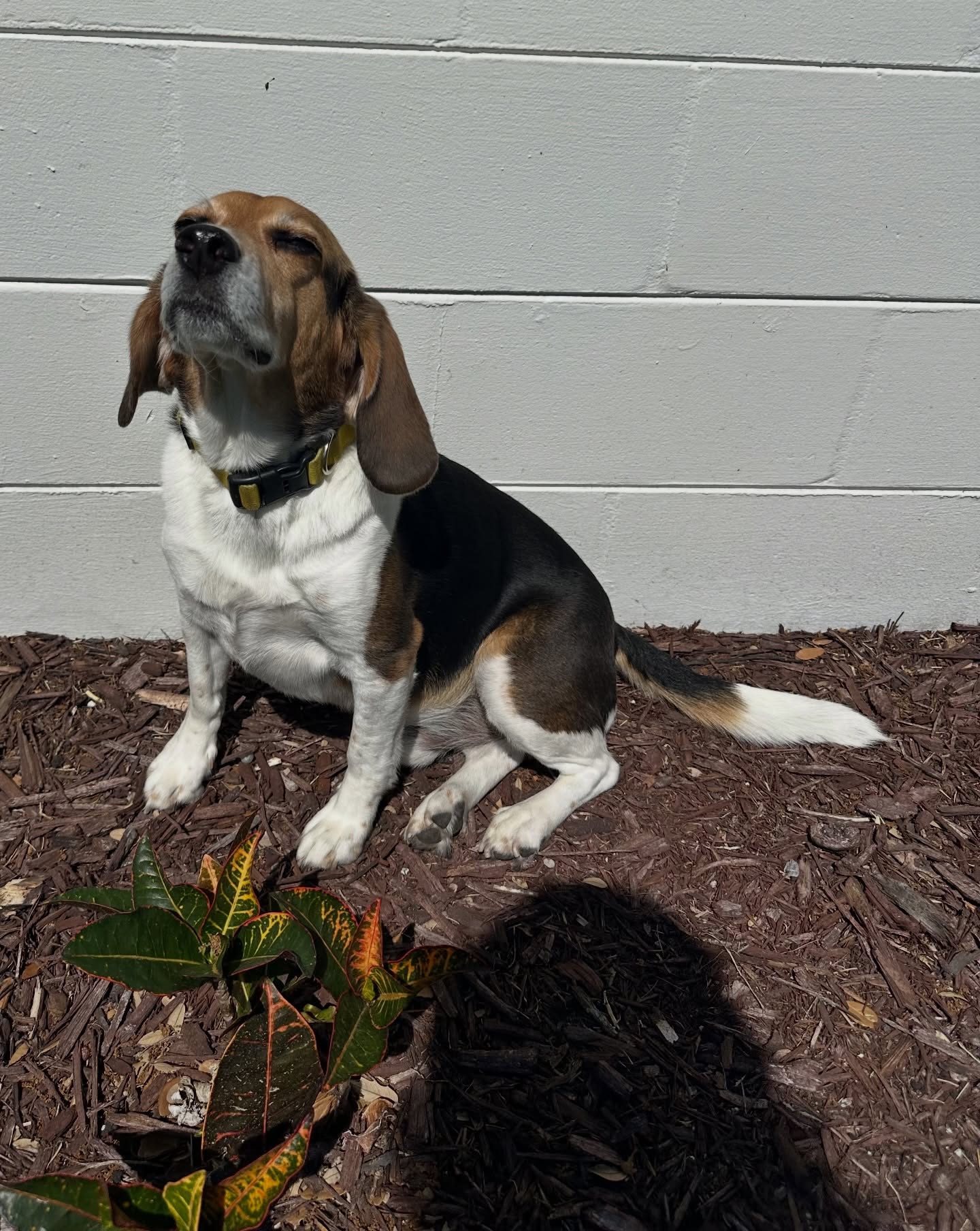 Poor guy is stuck on bed rest. Well at least he can sun himself. #beagle #petsitterlife