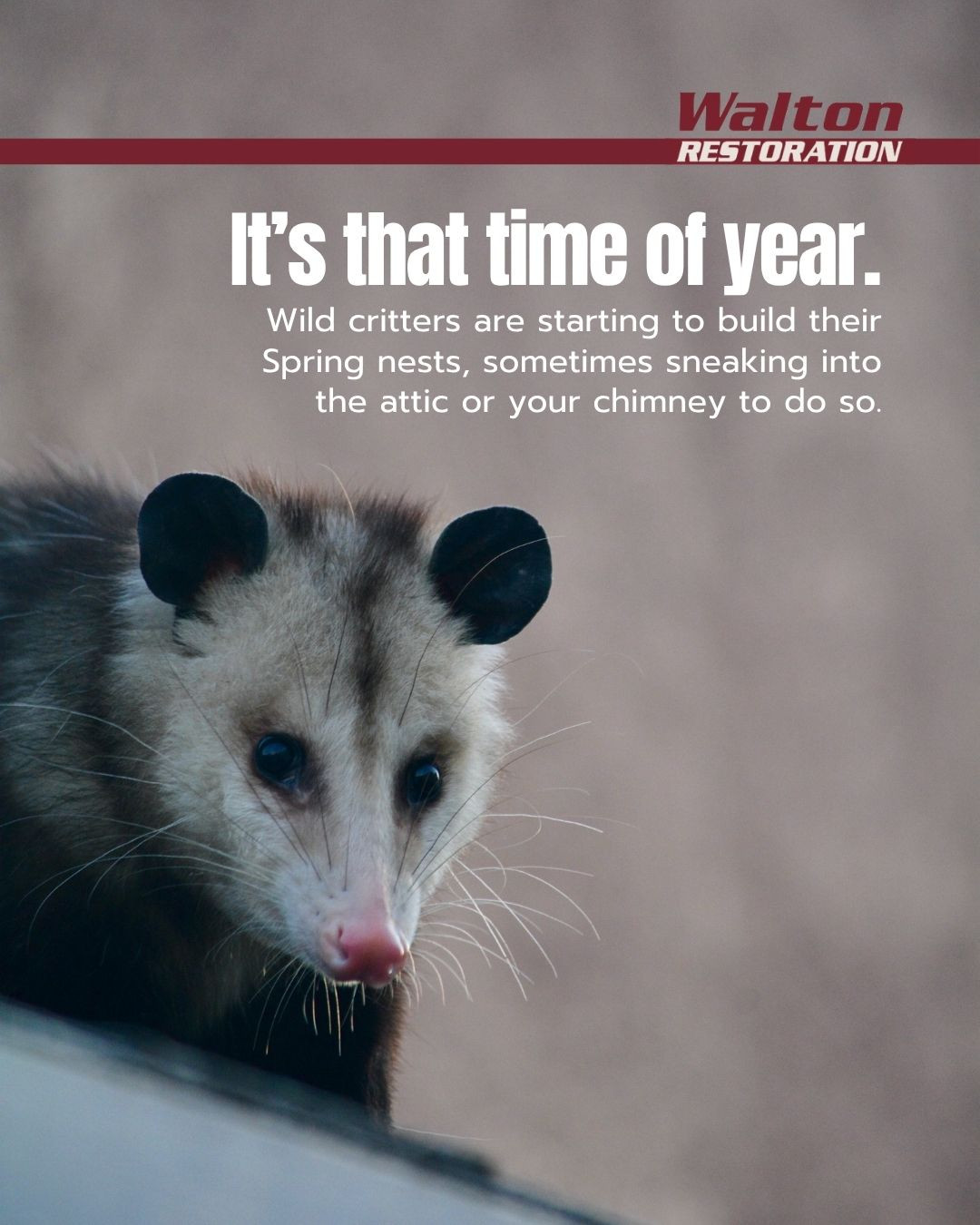 Spring is a time of renewal, but it can also bring some unexpected guests into your home 🦝. As temperatures rise, animals start looking for warm, safe places to nest—and sometimes that means attics, walls, and crawl spaces.
While it might seem harmless at first, nesting can lead to serious damage over time, from chewed wiring to insulation issues ⚠️. You may also notice strange noises, unpleasant odors, or signs of entry points around your home. Addressing the problem early can help prevent more costly repairs down the line 💸.
That’s where our team can help- we assess and can repair the damage. From sealing entry points to restoring affected areas, the goal is to bring your home back to a safe and secure condition 🔧.
It’s not just about fixing what’s broken—it’s about protecting your home for the future. If you suspect animals have made themselves at home, it’s best to act quickly and get expert support 🛠️✨.
~ Walton Restoration
24/7 Emergency Property Restoration
🔥 Fire 💧 Water 💨 Wind
905-725-5666
www.waltonrestoration.com