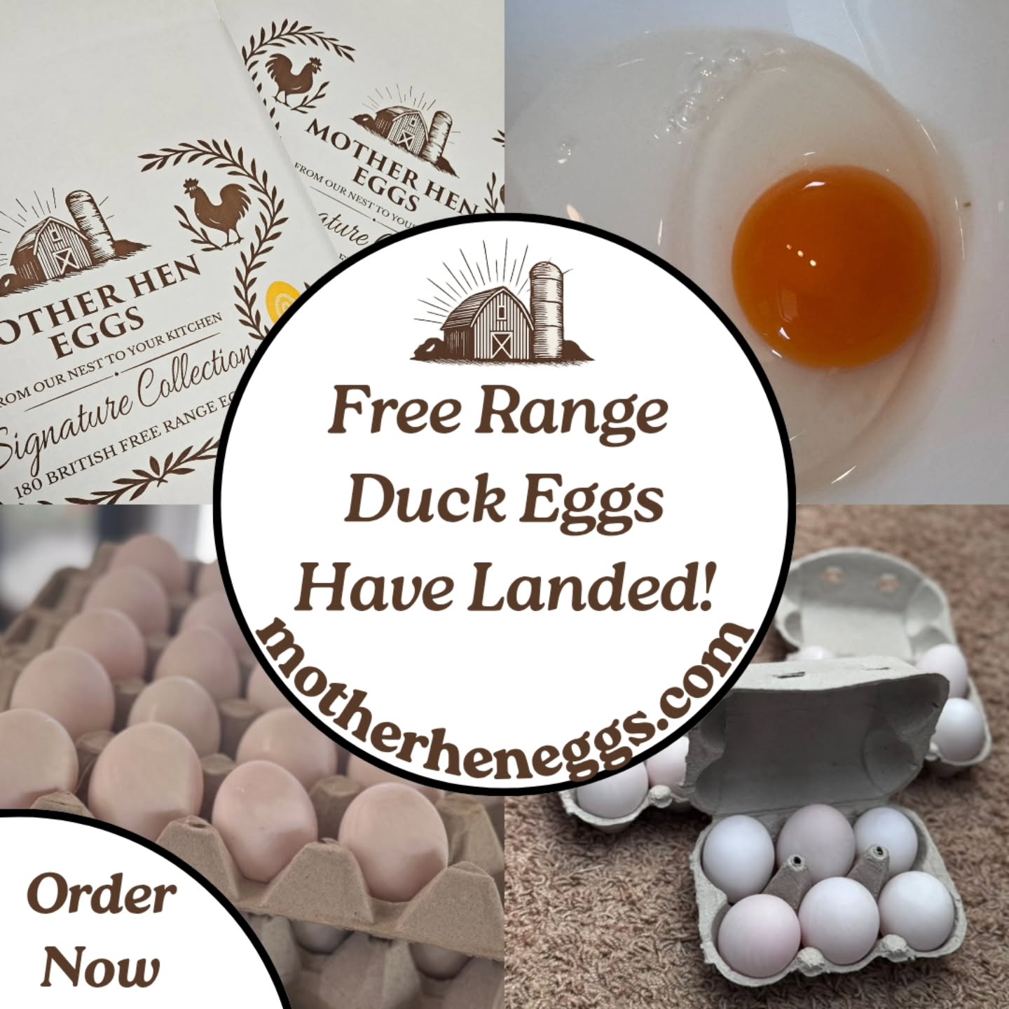 Quack-tastic Duck Eggs 🦆🥚
We’re egg-cited to finally bring fresh free range duck eggs to you and these aren’t your average eggs 👀
Duck eggs are a proper treat, known for their rich flavour, bigger yolks, and seriously creamy texture🍳
Prices :
🥚 £3.75 per half a dozen (6 duck eggs)
🥚 £11.95 per 1 tray (20 duck eggs)
Order 👉 www.motherheneggs.com/orderpage
Once you try them, you’ll be absolutely quacking about them.
But don’t duck around… stock is limited ⚠️
So if you’re curious, get them added to your next delivery before they waddle off 🚚🥚
#freerangeeggs #duckeggs #eggs #goldenyolk
#MotherHenEggs
