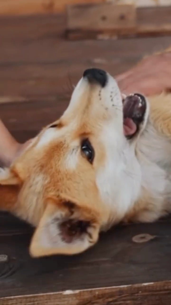 🚀 Progettare contesti e offrire sicurezza ♥️
L’8 maggio esce il mio primo libro “UN CANE FELICE” dentro troverai soprattutto focus sulla sfera dell’accudire, del prendersi cura e del come diventare una guida e un referente animico, competente e emotivamente stabile per il tuo cane.
👉🏼 Ricevilo prima di tutti pre ordinalo nei link in bio
#uncanefelice #canefelice #curarelanima #cinofilia #libricinofili
