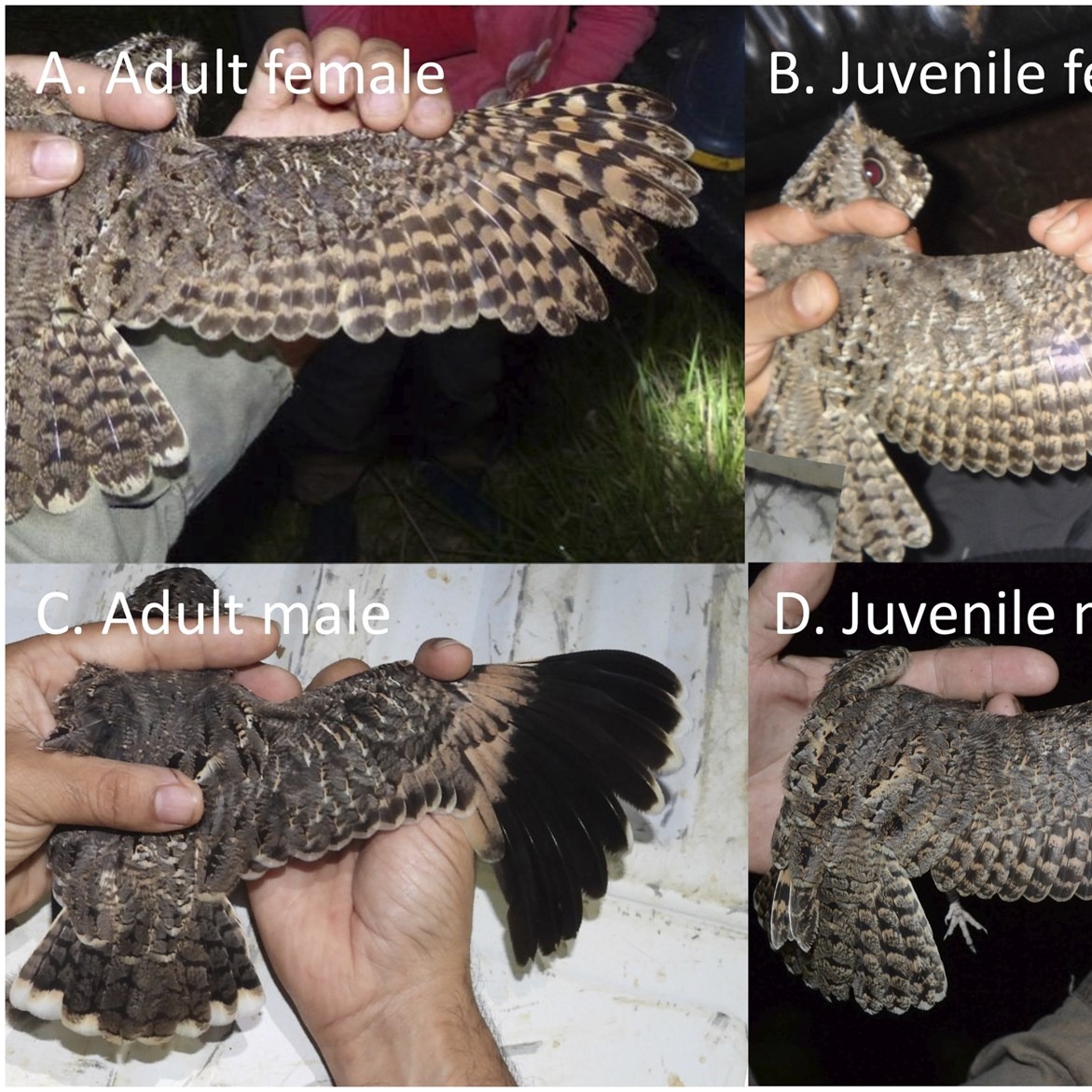 WINTER AND SPRING IN NIGHTJAR RESEARCH 3/4
The Sickle-winged Nightjar (Eleothreptus candicans) is an unusual species, even for a nightjar. Males display at communal leks, where they show their sickle-shaped wings and compete for the larger females to select them as mates.
Using a dataset of over 1,000 captures in Argentina, Kristina L. Cockle and co-authors found that, despite a threefold lower capture probability, females show survival rates comparable to males. They also report that this sexual size dimorphism is already apparent in juveniles, marking the first documented case in this family of females being larger than males.
Dive into this recently published study in Ornithology: https://doi.org/10.1093/ornithology/ukag005