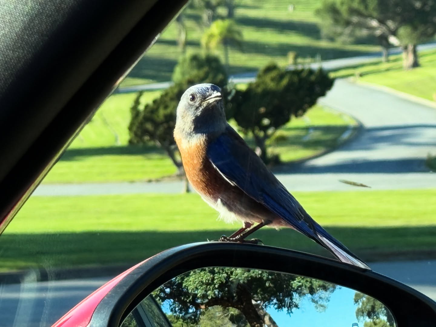 My co-pilot on our latest tour of Holy Cross Cemetery.