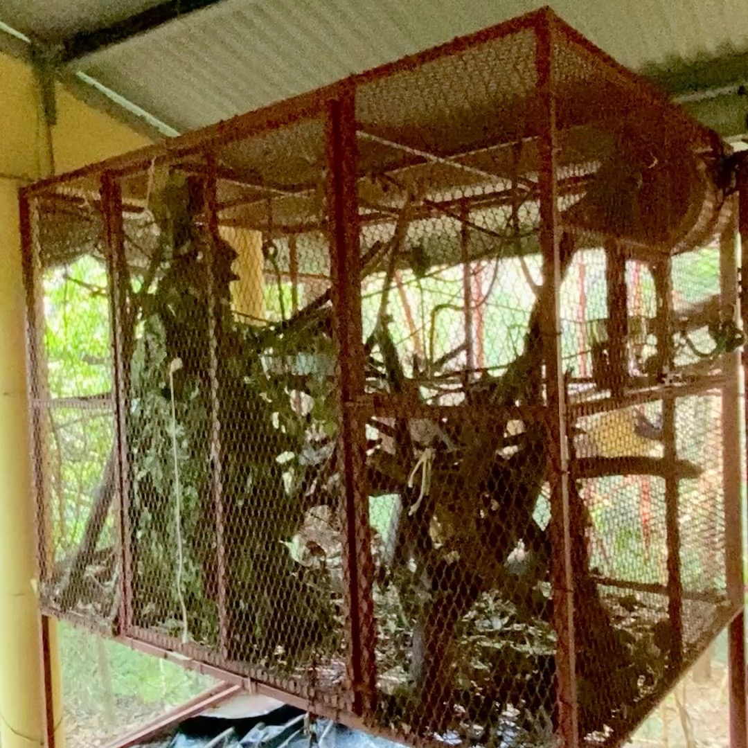 Bravo is not-so-patiently awaiting his new enclosure to be completed. Having been raised in someones home without any kind of healthy foods, he faces a long road to being healthy enough for release to the jungle one day.
This is a great next step for him. He has been maximizing every inch of his current living situation and howling at everyone to hurry up so he can more properly stretch his legs and tail.
Because of his lack of proper nutrition, he has developed rather aggressive behaviors so we don't feel comfortable releasing him with other monkeys yet. We hope this new space will help give him a better quality of life and one step closer to living free one day.
Melikki's is a fully licensed rescue and rehabilitation center that works under direct supervision of Primate specialists and Veterinarians.
Primates are wild animals NOT pets.
https://www.melikkis.org (link in bio)
#Morrillo #AdventureTraveler @kthg.mv #AdventurePanama #PanamaCulture #PanamaLife #PanamaWildlife #HowlerMonkey #World_Animal_Protection
#PanamaWildlifeConservation @ProyectoPrimatesPanama @Aspvoice
#TravelBetter #SustainableTravels #EcoTourGuide
#AdventureTravelers #AdventureTraveller #AdventureTraveling
#AdventureTravelFamily #AdventureTravelFamily #FamilyTravelAdventures #FamilyTravelAdventure #AdventurePanama