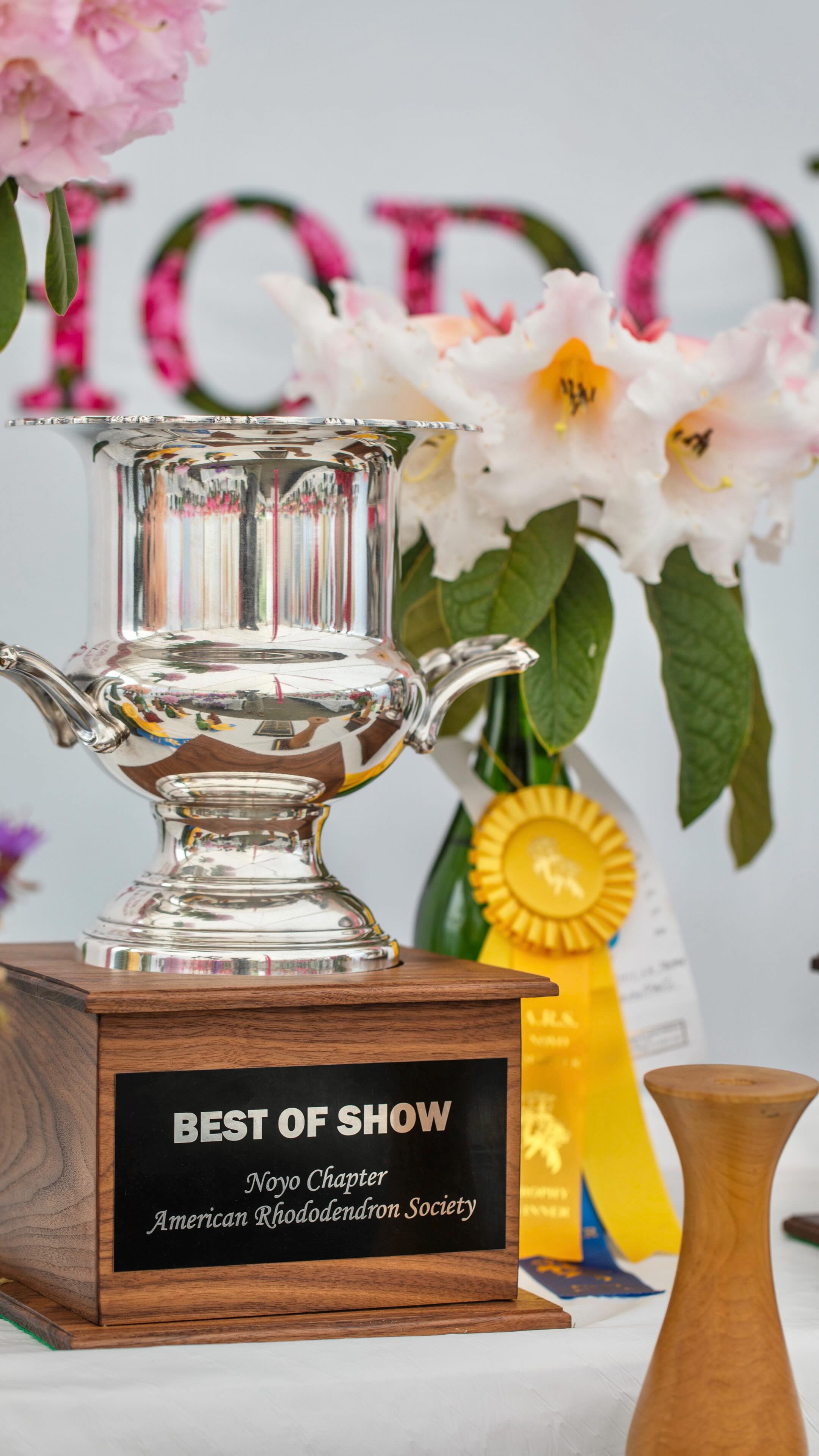 The 47th annual John Druecker Memorial Rhododendron Show returns to the Mendocino Coast Botanical Gardens this Saturday, May 2, and Sunday, May 3.
Each year, the Noyo Chapter of the American Rhododendron Society partners with the Gardens to showcase some of the finest rhododendrons on the West Coast. This juried show is quite possibly the largest in California, typically featuring more than 800 entries and filling the big tent with breathtaking cascades of color and fragrance. It is the kind of display that makes even seasoned gardeners pause mid-sentence.
Admission to the Rhododendron Show is free and open to the public both days. Regular Garden admission applies for those who wish to explore beyond the tent—and it is well worth it. The Gardens are home to one of the nation’s largest rhododendron collections, including many varieties hybridized right here on the Mendocino Coast. With over 124 species and 315 taxa, and more than 1,000 plants blooming from early spring through June, expect a full-on celebration of color across the formal gardens and woodland trails.
Learn more: https://www.gardenbythesea.org/events/rhododendron-show
🏆 Enter the Show 🏆
Feeling competitive, or simply proud of your blooms? Everyone is welcome to participate. Submit your best rhododendrons, azaleas, photos, or floral arrangements for judging:
🔹Thursday, April 30 | 3:00 PM – 7:00 PM
🔹Friday, May 1 | 9:00 AM – 12:00 PM
📍Location: Big tent at the south end of the main parking lot
Ribbons and trophies will be awarded across a wide range of categories. More details on how to enter are available on the ARS Noyo Chapter website (www.rhododendrons-mendocino.org).
Video by @mendocinodrone