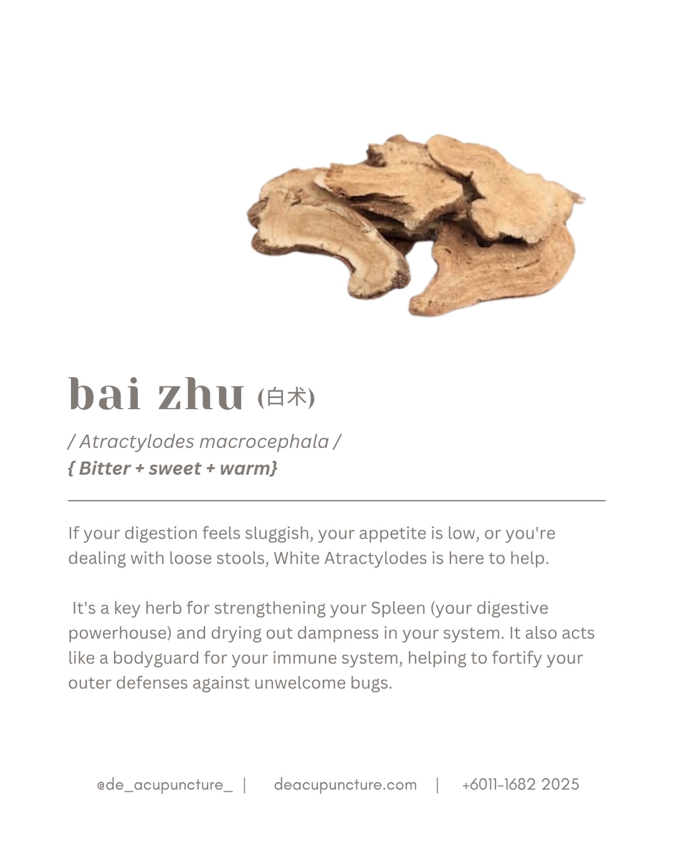 🛑 Don’t let your “Dampness” turn into fat! 😱
Feeling heavy, bloated, or having “brain fog” every day? ☁️ You might be full of Dampness!
In TCM, we have a superstar herb called Bai Zhu (Atractylodes) that acts like a “vacuum cleaner” for your body! 🧹✨
How Bai Zhu saves your day:
⚙️ Strengthens Spleen:
Your body’s “digestive engine” runs smoother
💧 Expels Dampness:
Bye-bye water retention and puffiness
🔋 Boosts Energy:
No more feeling sluggish after lunch
🚽 Stops Diarrhea:
Firms up your digestion naturally
It’s the go-to herb for anyone who feels “sticky” and tired all the time! 🏃♂️💨
BUT—here’s the key part:
While Bai Zhu is amazing, TCM herbs aren’t one-size-fits-all. If your body is actually “Dry” and you use it, you could make things worse! 😱
Have you ever tried herbal soup but felt more thirsty or “heaty” after?
Tell us in the comments! 👇
That’s why you need a customised formula. Don’t self-medicate! Consult our qualified TCM practitioners at 医心医意中医坊 De Acupuncture x Herbs Centre first. We’ll find the real root cause of your bloating and tailor a treatment just for you.
Ready to feel light and energized?
Click the link in our bio to book your consultation today! 💖
#BaiZhu #TCM #Acupuncture #SubangJaya #USJ BloatingRelief WaterRetention SpleenHealth HerbalMedicine DigestiveHealth WellnessMalaysia DeAcupunctureXHerbsCentre TraditionalChineseMedicine NaturalHealing SubangTCM
