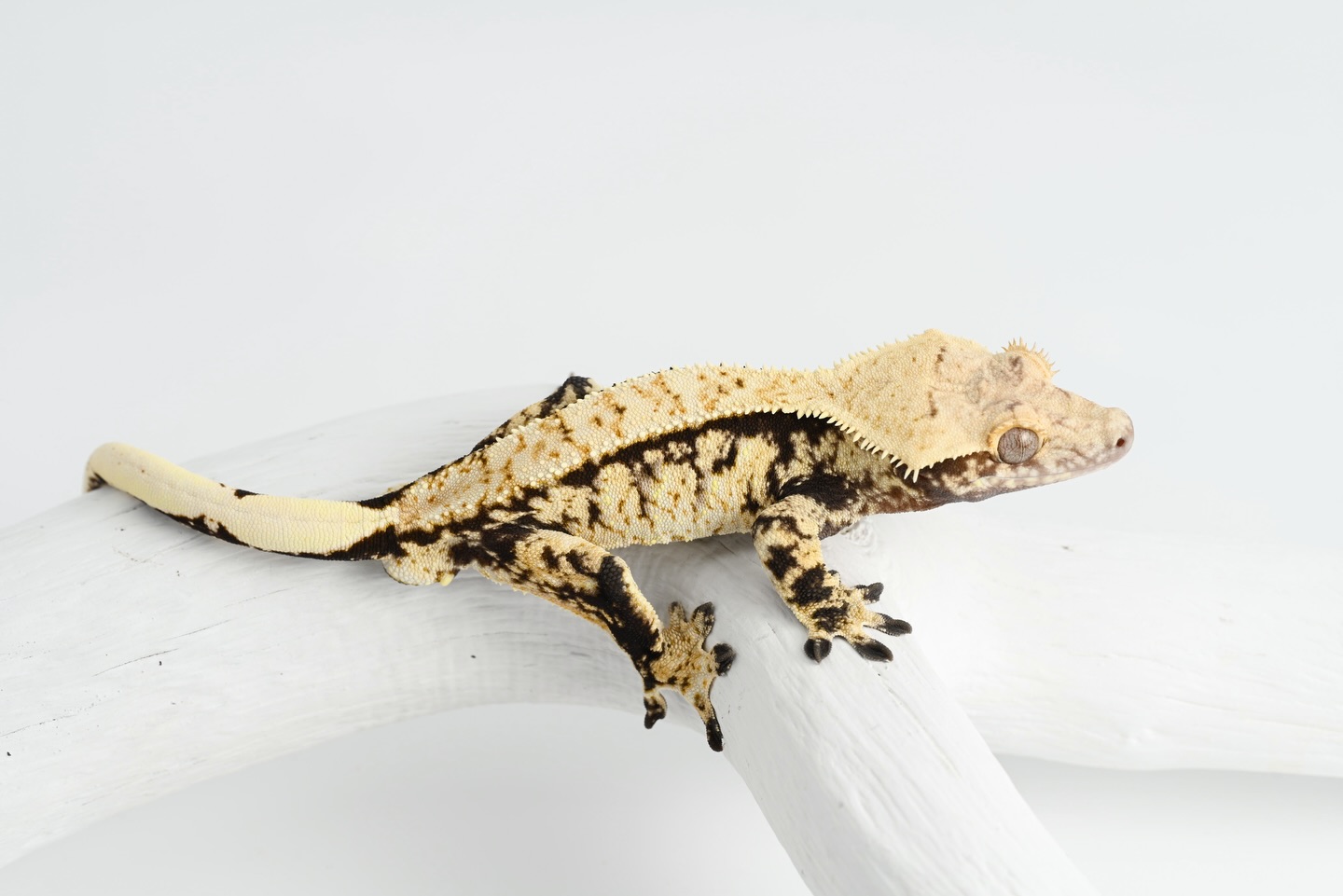 ✈️✈️✈️ New high-white gecko on the website (link in bio) with pinning and my favorite cumulus cloud like lateral pattern. It looks really nice against that jet black base color! All of his info can be found on the site so if you wish to learn more about him check him out there! ✈️✈️✈️