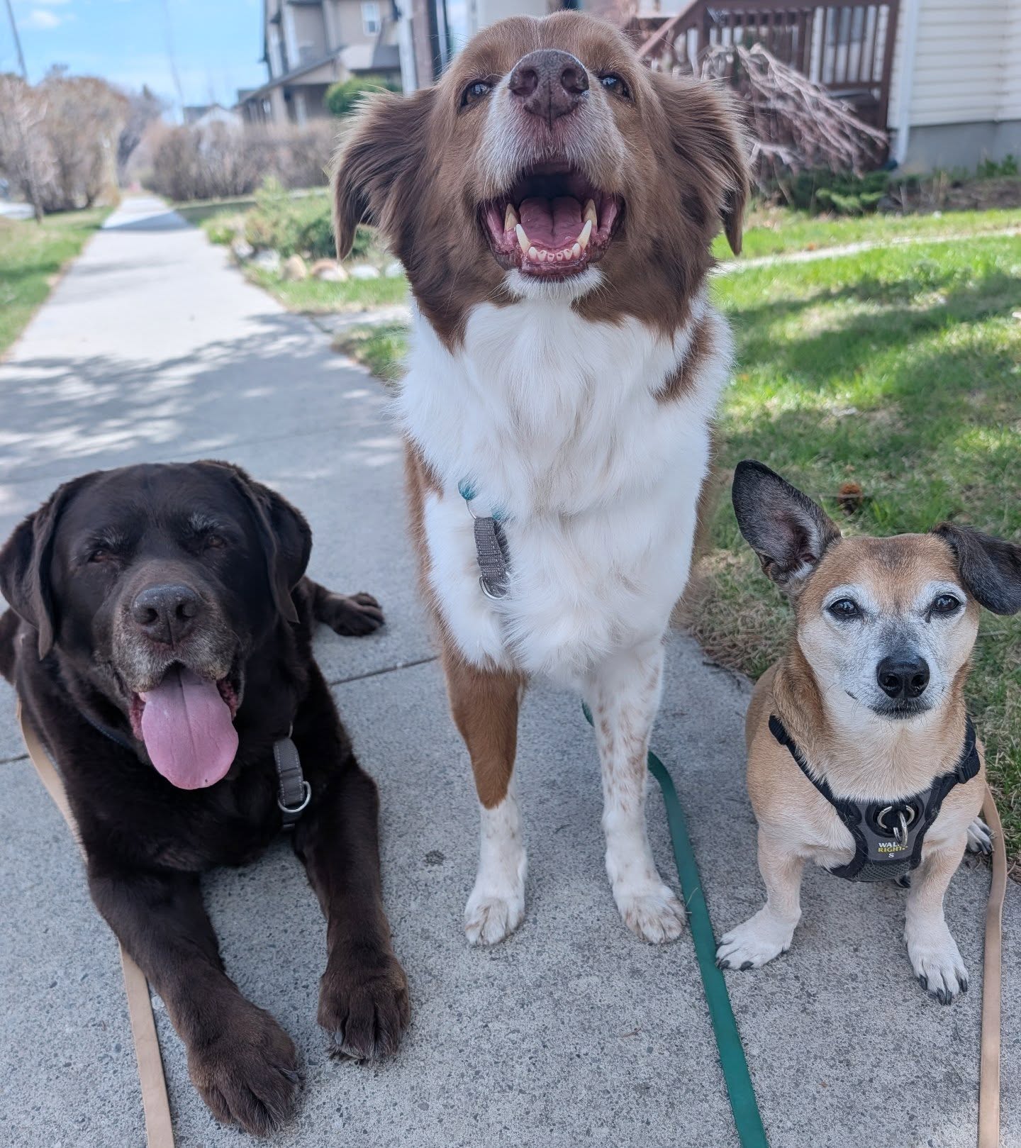 Happy Friday 💕
.
.
#englishlab #mixedbreed #lovebugs #fridays #walkwithfurriends
