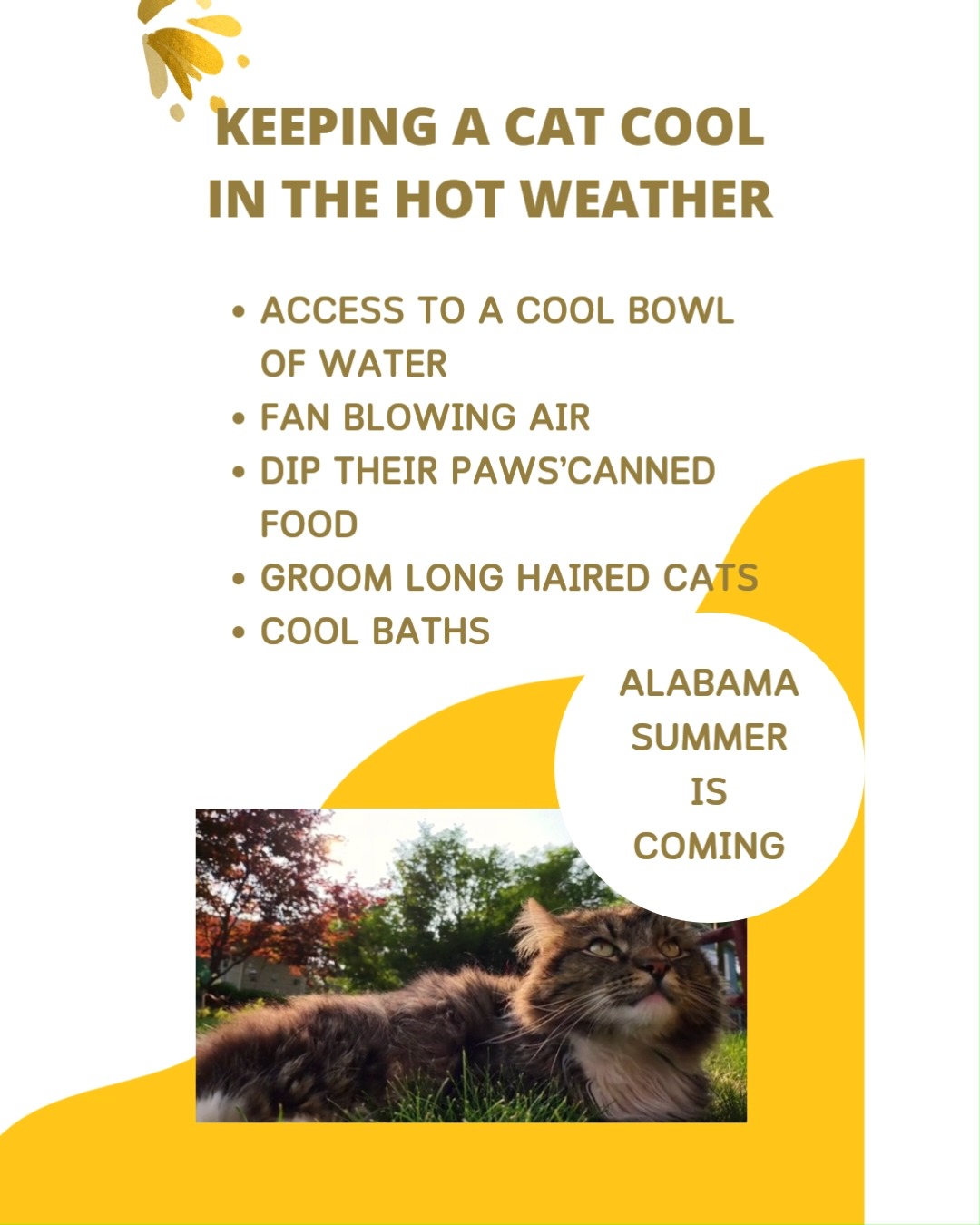 ☀️🐾 Hot Weather = Extra Care for Your Cat! 🐾☀️
Alabama summers can be intense, and our feline friends feel the heat too. Here are a few simple ways to keep your cat safe and comfortable:
💧 Hydration is key – Make sure fresh, cool water is always available.
🏡 Keep it cool indoors – Fans, AC, or a shaded, ventilated space can make a big difference.
🧊 Cool resting spots – Tile floors or a damp towel can help them beat the heat.
🚫 Never leave pets in cars – Temperatures rise dangerously fast, even with windows cracked.
🐱 Watch for signs of overheating – Excessive panting, lethargy, or drooling means it’s time to cool them down and call a vet.
❤️ Support our mission: Help us continue providing food for pets in need. Donate today at www.alabamapetpantry.com
Let’s work together to keep our pets safe this summer!
#AlabamaPetPantry #PetSafety #SummerCare #CatCare #BeatTheHeat