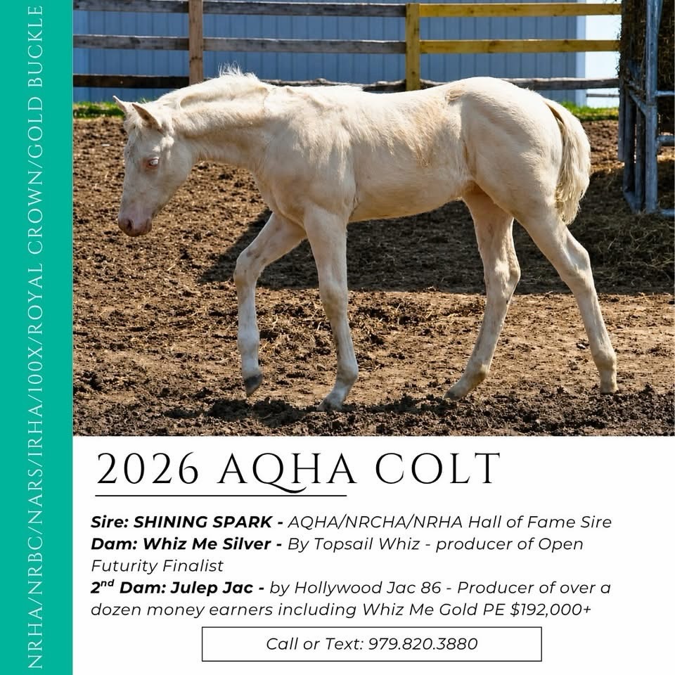 โจ ๐๐๐๐๐๐๐ ๐๐๐๐๐๐๐๐๐ โจ
If you are looking for a true stallion prospectโฆ here he is.
A 2026 Cremello Colt by the legendary ๐๐๐๐๐๐๐ ๐๐๐๐๐ - NRHA, NRCHA, and NRHA Hall of Fame Sire. Out of none other than Whiz Me Silver, an NRHA Open Futurity Finalist producer and daughter of Topsail Whiz, from the powerhouse mare line of Julep Jac by Hollywood Jac 86.
๐๐๐๐ข๐ ๐ซ๐๐ ๐๐ซ๐ข๐ฉ๐ฉ๐ข๐ง๐ ๐ข๐ง ๐ฉ๐ซ๐จ๐ฏ๐๐ง ๐ฉ๐๐ซ๐๐จ๐ซ๐ฆ๐๐ซ๐ฌ ๐๐ง๐ ๐ฉ๐ซ๐จ๐๐ฎ๐๐๐ซ๐ฌ!
This colt is built to go any direction you point him... reining, cow horse, rope horse, ranch versatility, and when his show career is complete, he brings the added bonus of producing 100% color.
โ Eligible: NRHA, NRBC, NARS, 100X, Royal Crown, Gold Buckle
โ 7 Panel Negative via parentage
โ Cremello color guarantee for future breeding program
โ Color Tested: Aa, ee, Cr/Cr, nd2/nd2
๐๐ก๐ข๐ฌ ๐ข๐ฌ ๐ญ๐ก๐ ๐ค๐ข๐ง๐ ๐ญ๐ก๐๐ญ ๐๐ฅ๐๐ฏ๐๐ญ๐๐ฌ ๐ฒ๐จ๐ฎ๐ซ ๐ฉ๐ซ๐จ๐ ๐ซ๐๐ฆ ๐ญ๐จ ๐ญ๐ก๐ ๐ง๐๐ฑ๐ญ ๐ฅ๐๐ฏ๐๐ฅ ๐๐จ ๐ง๐จ๐ญ ๐ฆ๐ข๐ฌ๐ฌ ๐ก๐ข๐ฆ.
๐ Located in Minnesota
โ๏ธ Affordable shipping available to Oklahoma and Texas
๐๐ก๐ ๐๐จ๐ฆ๐ฉ๐ฅ๐๐ญ๐ ๐ฎ๐ง๐ข๐๐จ๐ซ๐ง ๐ฉ๐๐๐ค๐๐ ๐.
๐ ๐๐๐ฅ๐ฅ ๐จ๐ซ ๐ญ๐๐ฑ๐ญ ๐๐๐๐: 979.820.3880
#horse #horses #horseofinstagram #horselove #reining