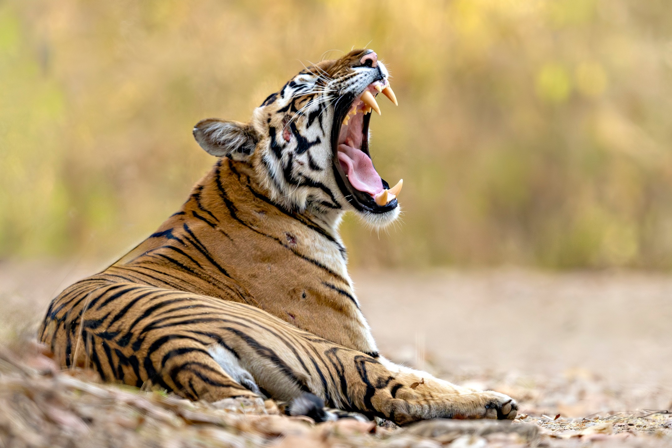 That yawn says it all.
Somewhere between time zones, chasing sleep that won’t land.
Running on instinct today. #INDIA #itiger #nikonpro #nikon #beautiful