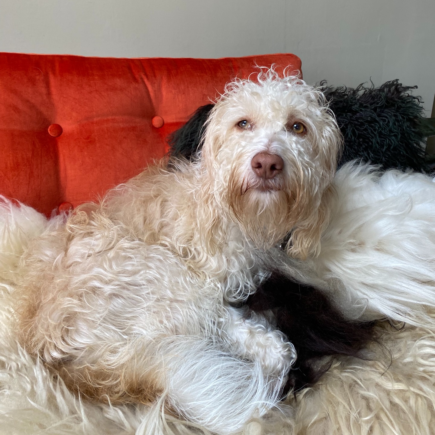 a little bit of ✨wholesome✨
#petsofig #doggolife
