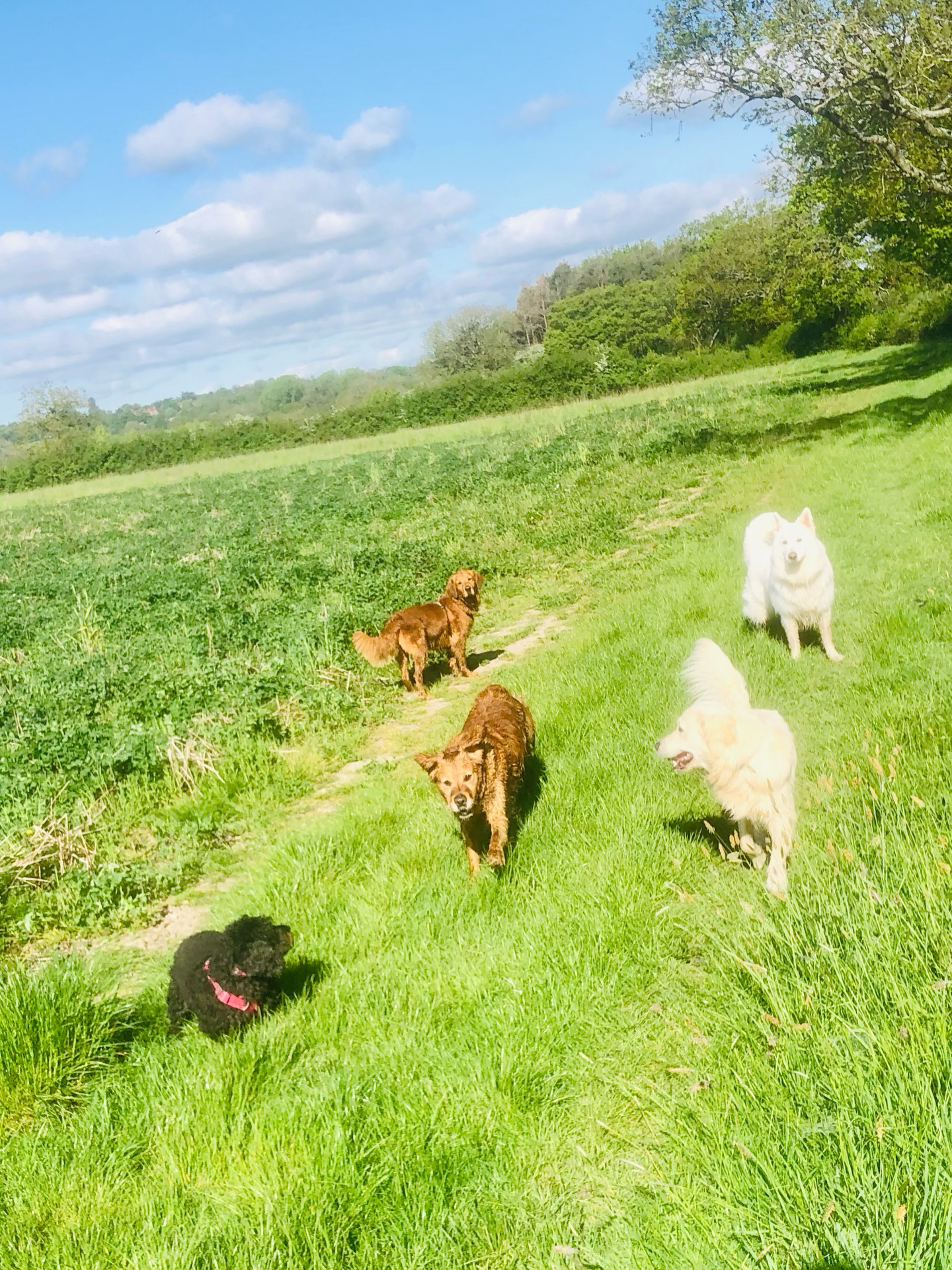☀️❤️🐾
If your dog would like to have a walk with us then contact us at www.ardendogwalking.co.uk and check out our half-day experience.
#ullenhall #tanworthinarden #hockleyheath #henleyinarden #dog