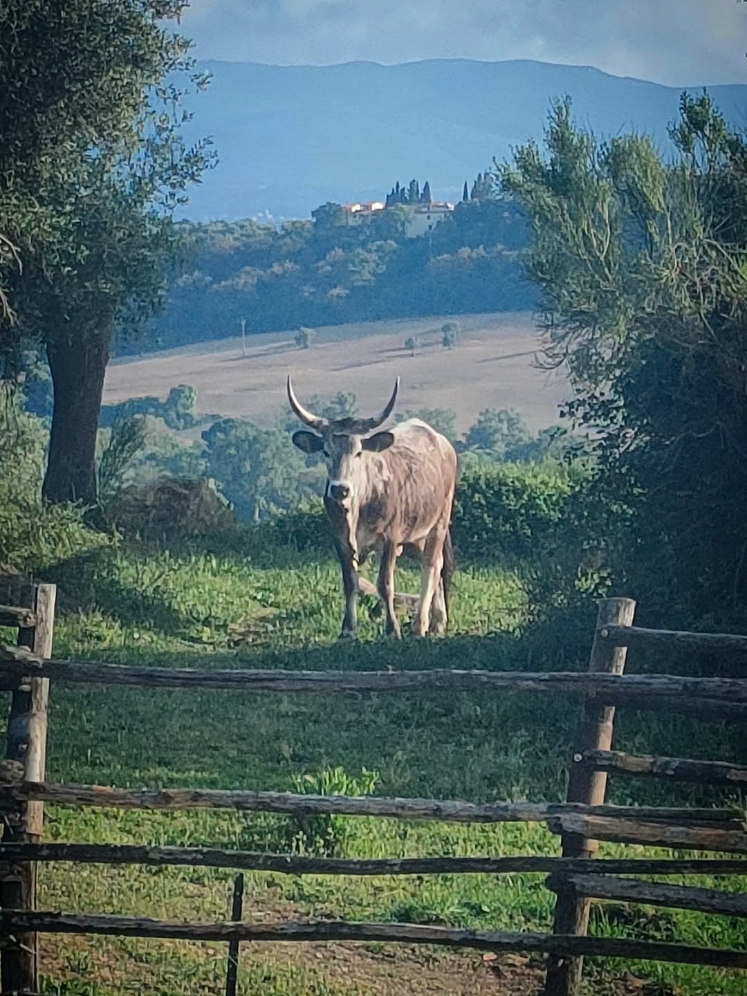 Uno sguardo che resta calmo,
mentre tutto si apre.
Tra colline,
luce e silenzio
rimane lì –
radicata nel suo mondo.
Nessuna pressione.
Nessun di più.
Solo presenza,
che non deve dimostrare nulla
e proprio per questo è così forte.
È la stessa terra
su cui crescono i nostri cavalli.
La stessa calma,
la stessa essenza.
Tutto è collegato.
Ed è proprio qui
che nasce ciò che non si può forzare:
Sostanza.
Equilibrio.
Autentica.🤎🐂
Ein Blick, der ruhig bleibt,
während sich alles öffnet.
Zwischen Hügeln,
Licht und Stille
steht sie da –
verwurzelt in ihrer Welt.
Kein Druck.
Nicht mehr als das.
Nur Präsenz,
die nichts beweisen muss
und gerade deshalb so stark ist.
Es ist dieselbe Erde,
auf der unsere Pferde wachsen.
Dieselbe Ruhe,
dieselbe Essenz.
Alles ist verbunden.
Und genau hier
entsteht das,
was man nicht erzwingen kann:
Substanz.
Gleichgewicht.
Authentizität.🤎🐂✨
#LePuledraieDiSterpeti #Maneggio #PasseggiateACavallo #CavalloMaremmano #VaccheMaremmane Pferdezucht Nachhaltigkeit gesundePferde healthyhorses
ethologie ethologieequine AllevamentoEtologico Allevamento Ausreiten Geländeritt ReitenInDerNatur CavalliInLibertà
TurismoEquestre HorseRiding TrailRideMaremma VitaInMaremma Naturverbunden SlowLiving
Qualität Authentizität Equilibrio Presenza
