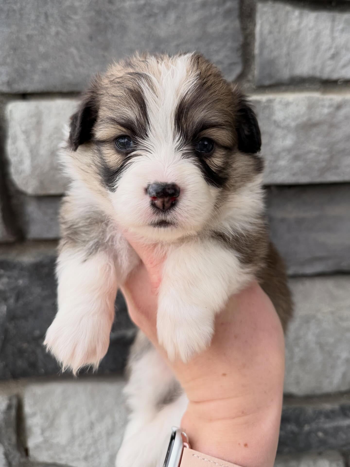 Georgia and Slick babies are 3 weeks old and are so darn sweet and fluffy! I can’t wait to see them grow up😍 Princess Peach will be staying here with us!
•
Right to left: Princess Peach, Mario, Luigi, Yoshi and Bowser Jr. •
#Kernrivercorgis #pembrokewelshcorgi #fluffycorgi #fluffybuttcorgi