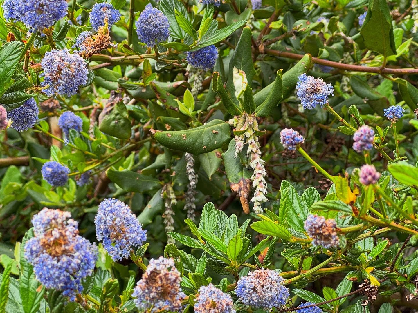 🐞Nature Challenge Recap 🌾
What a wonderful day in the field at the Mendocino Coast Botanical Gardens! Our spring foray brought together a wonderful mix of curious beginners and seasoned naturalists for a day of guided exploration, discovery, and connection with the natural world. From native plants and wildlife to coastal geology, every walk offered something new to notice, learn, and appreciate.
A huge thank you to our Special Guest Experts Natasha Lekach, Alison Gardner, Robert B. Douglas, Rowena Forest, and Paul Ruiz-Lopez. Your insight, enthusiasm, and generosity brought each landscape to life and helped participants see the Gardens through a richer, more curious lens.
Together, we slowed down, looked closer, and celebrated the incredible biodiversity that surrounds us. There were plenty of “aha” moments, a few surprise sightings, and lots of shared excitement along the trails.
Thank you to everyone who joined us and helped make the day such a success. Until next time, keep noticing, keep exploring, and keep letting nature surprise you.
#getoutside #citynaturechallenge #mendocino #botanicalgardens
