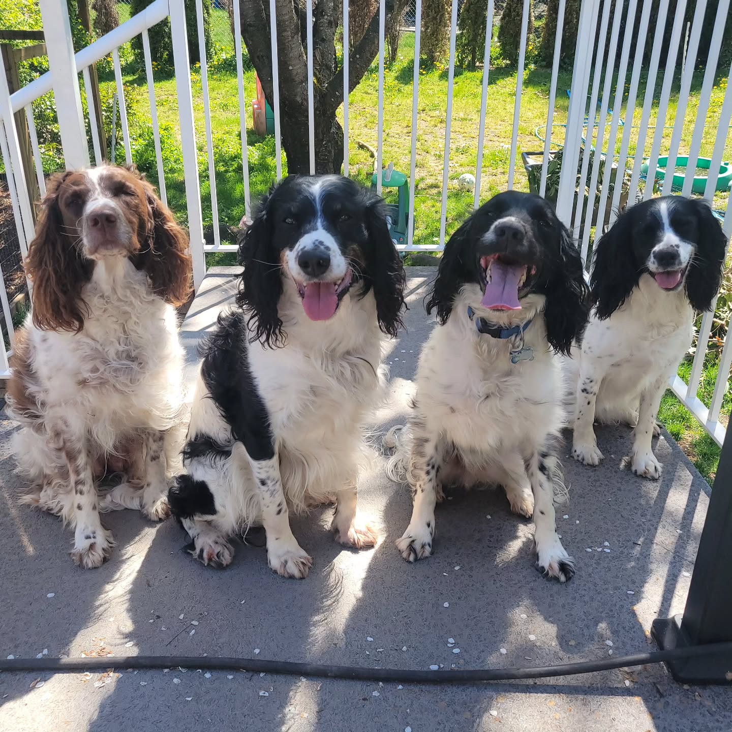 Family photo! Trapper, formerly "Bosley" from our last litter has come for a visit.