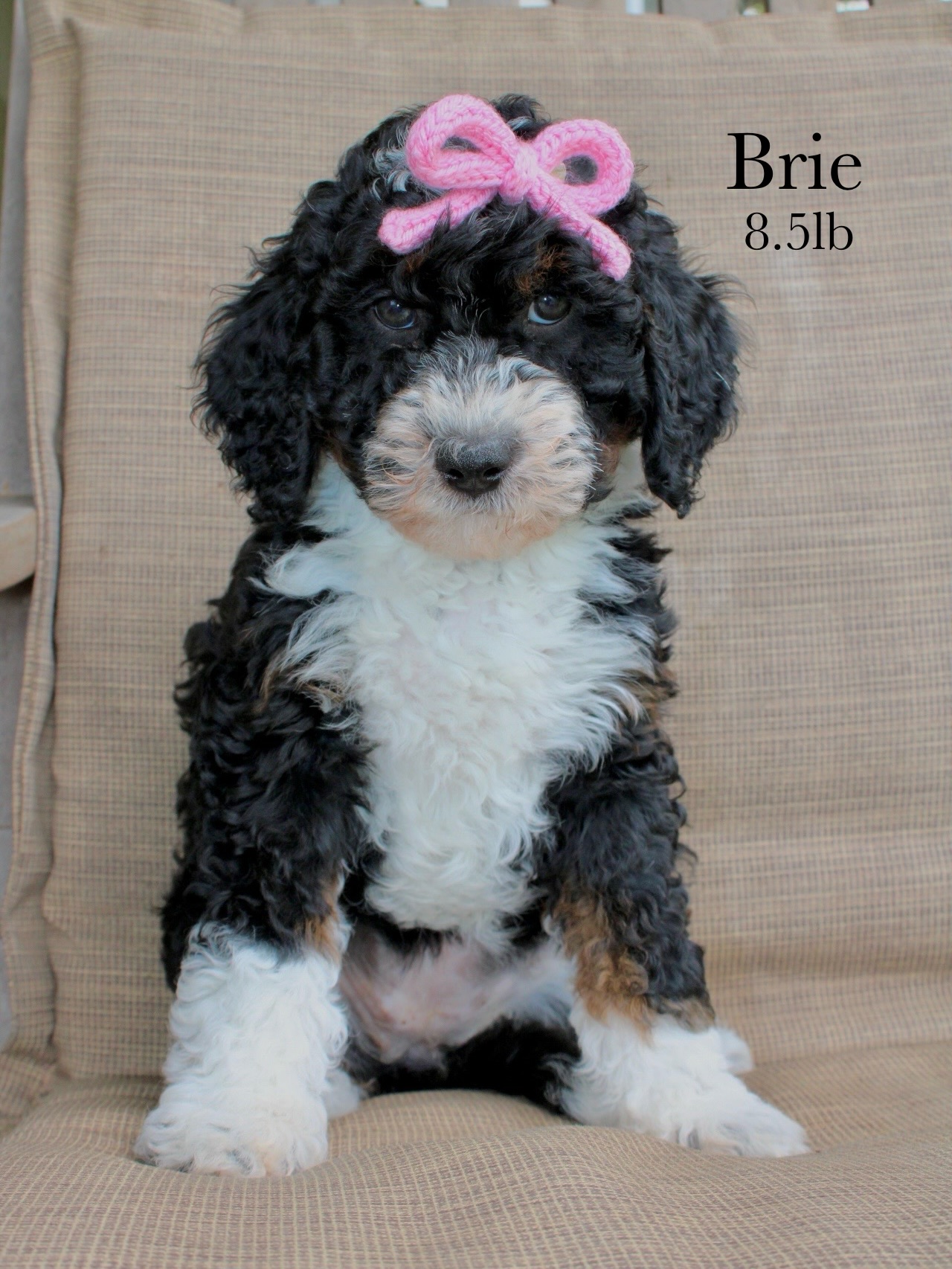 🐾8 Weeks Old & Go-Home Weekend is approaching!🐾
It’s hard to believe our Bernedoodle babies are already 8 weeks old and getting ready to head to their forever homes this weekend! 🥹❤️ This is always such a bittersweet milestone around here!
Over the past few weeks, these pups have grown, learned, and thrived in so many ways:
🐶 Eating solid food like champs
🐶 Working on potty training & crate introduction
🐶 Socialized with kids and all the farm animals
🐶 Full of playful, loving personalities
🐶 Vet checked, dewormed, and vaxxed
As we prep for go-home weekend, we’re getting their bags packed with all the essentials and soaking up these last sweet moments. 💛
We do still have TWO precious pups looking for their forever homes:
🩷 Brie – independent, confident, and a full of personality
💙 Preacher – gentle, curious, and total snuggle bug
If you’ve been thinking about adding a Bernedoodle to your family, this is your sign! Message us for details or to apply 💌 These last two are something special✨
#Bernedoodle #DoodleLife #PuppyLove #doodlesofinstagram #CentralTexasDoodles
