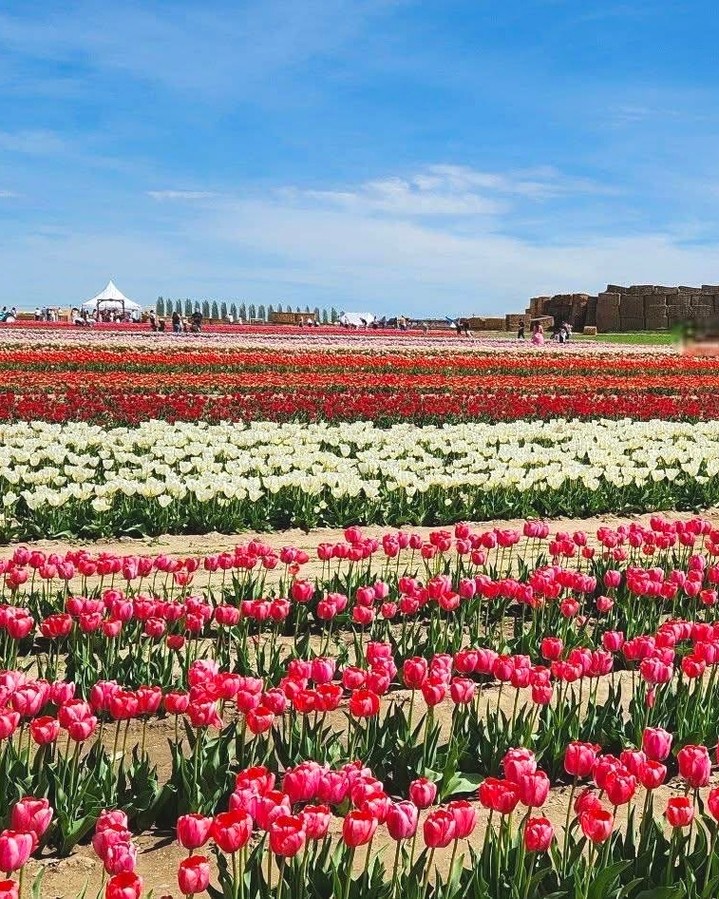 And that's a wrap on an AMAZING first ever annual Inland Northwest Tulip! You all truly showed up and supported, and we could not say THANK YOU enough! 🩵 We are already dreaming up ways to make next year even bigger and better!
Next up? 🎃🌻 Pumpkins, Fall and Sunflowers! Mark your calendars for our fall season, kicking off this September!