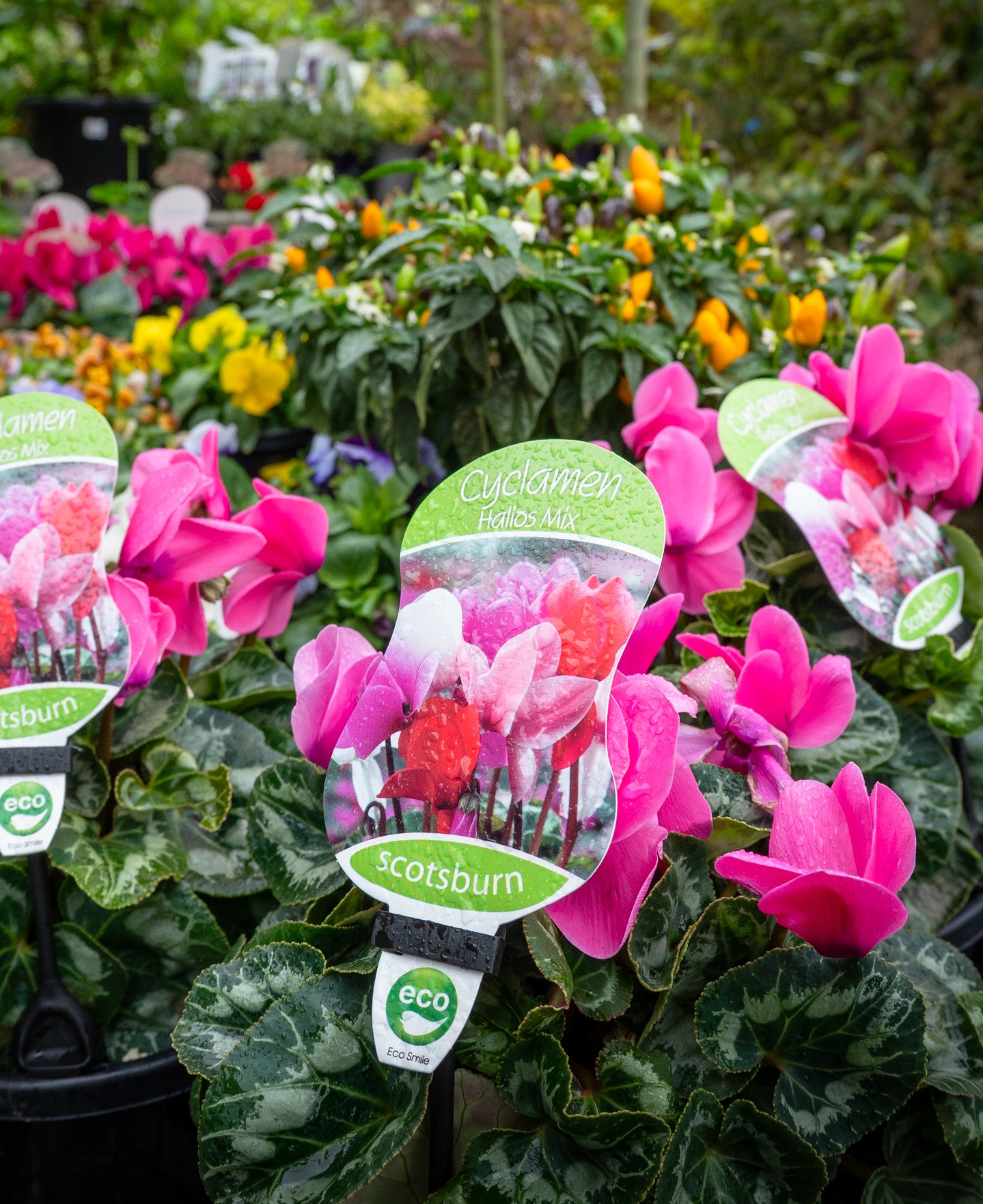 Cyclamen arrive at exactly the right time for a Macedon Ranges autumn. As most flowering plants wind down for the season, cyclamen are just getting started, preferring the cooler temperatures and lower light that comes with the change of season.
The Hallos Mix currently in stock at Macedon Nursery & Garden Supplies covers deep pink through to white and red. They work well in pots, shaded garden beds and underplanted beneath trees where little else performs in the colder months. Keep them out of heavy frost and they'll flower right through to spring.
#macedonnursery #cyclamen #autumnplanting