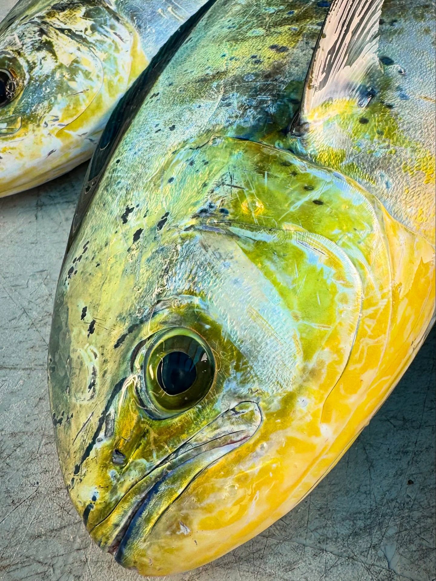 The fish so nice they named it twice.
Friendly reminder - you don’t have to kill every fish you catch. Especially the little ones. Ive noticed over the last 20 years fishing around the world - as people become better anglers they tend to care more about conservation and education - and less about a picture of a table of dead 10” fish.
#mahi #fishing #conservation #boating #30afishing