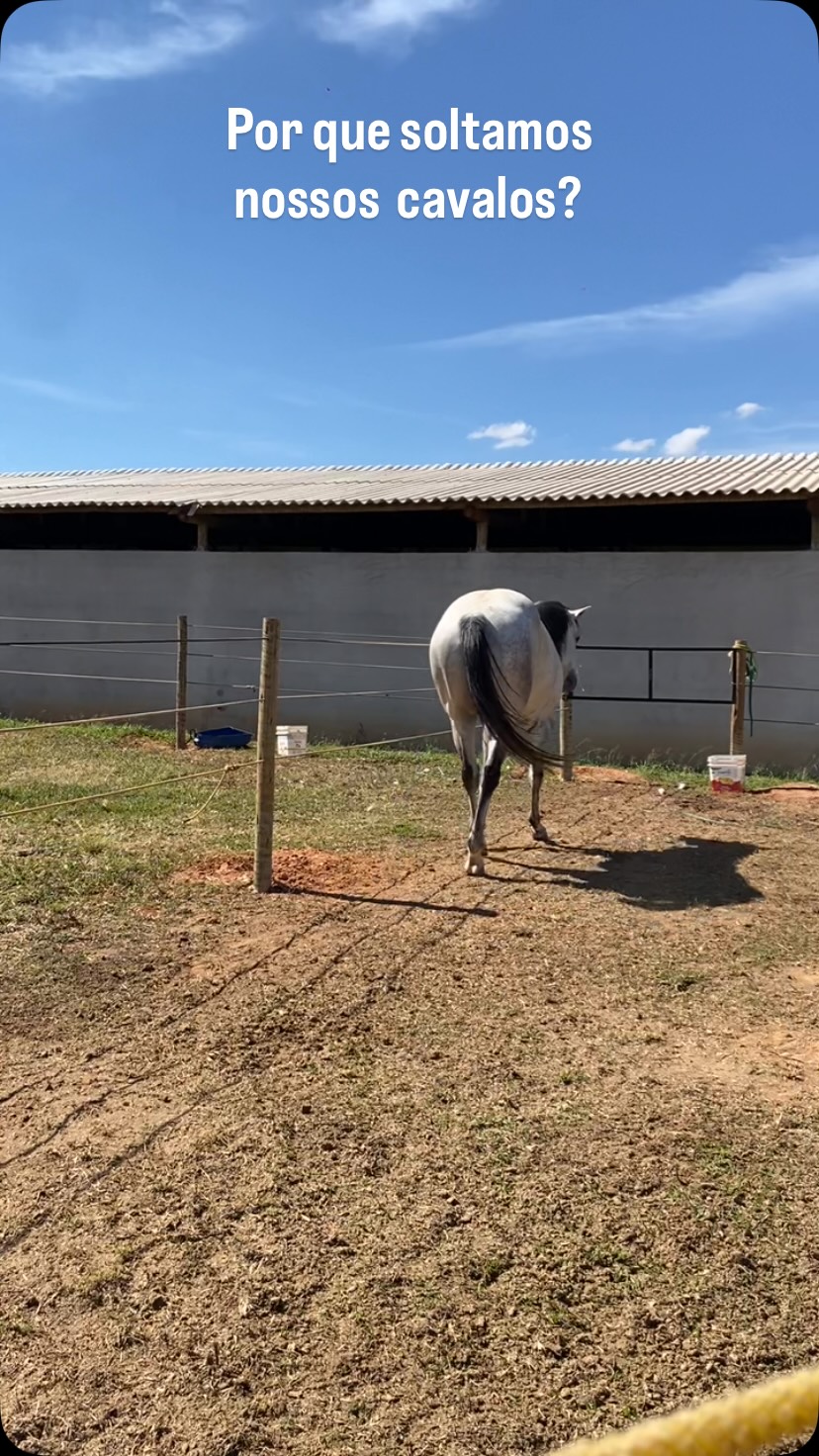 O piquete não é luxo, é necessidade básica para um cavalo saudável e feliz.
Aqui no Haras os cavalos de baías são soltos nos piquetes todos os dias, priorizamos esse tempo.
E você, já soltou seu parceiro hoje?
💬 comente *Baia* e enviamos todas as informações da nossa hospedagem.
📲 11 99353-0816 - Lidiane
@harasvaledaspedrasoficial @nafernanda3
#harasvaledaspedras #manejo #baias #piquete #itupevaeregiao
