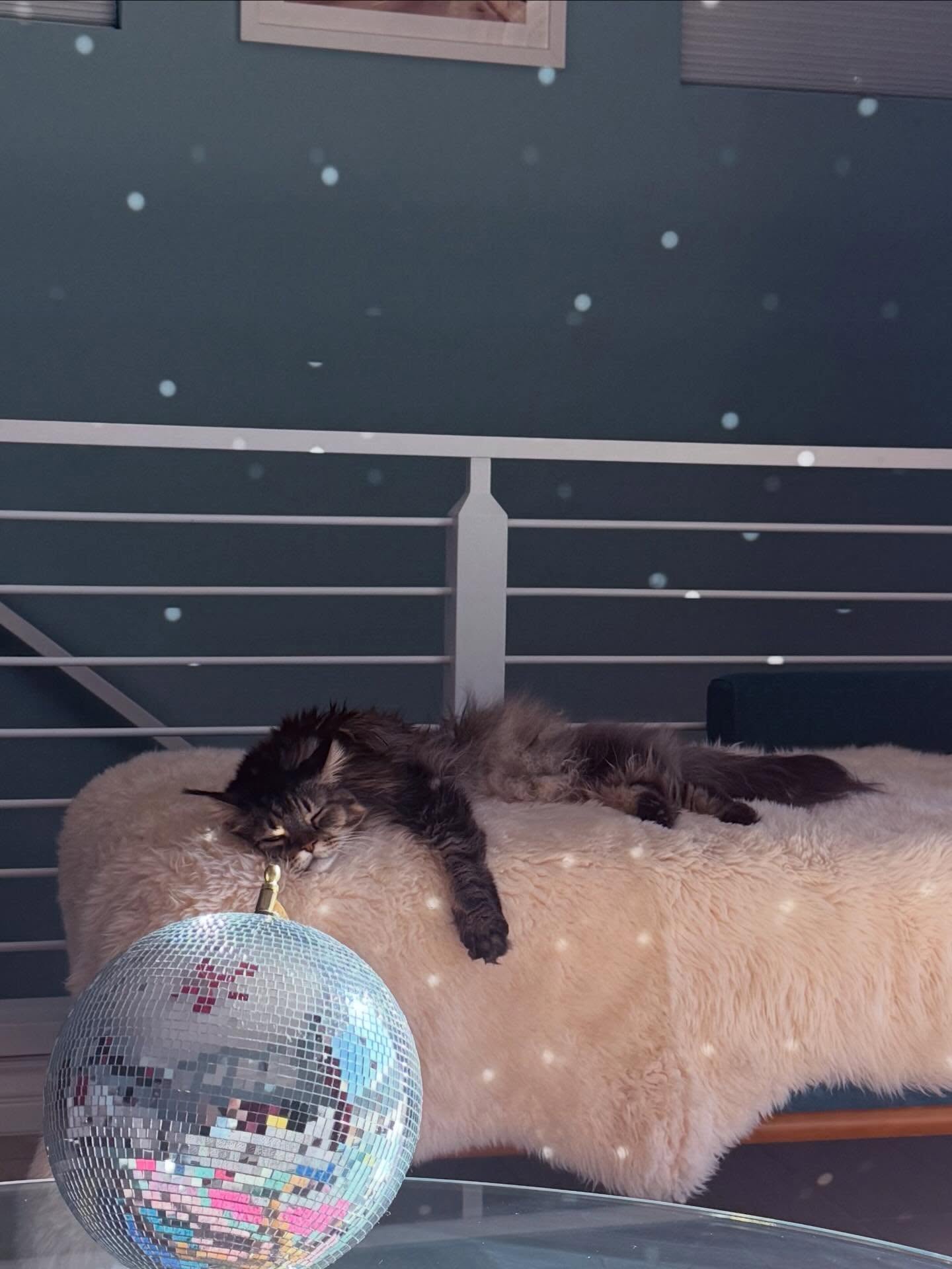 It’s been just over a month since we lost Campari, and in the midst of the grief, my life has been filled with family, friends, kind messages, thoughtful gifts, and of course, some heavy pours of Campari. I’m so grateful to everyone who has been patching up my shattered heart with fun and laughter. Somehow from kitty heaven Campari has still found a way to send love and adventure, and I’m thankful to all of you for delivering it to me and Whiskey❤️