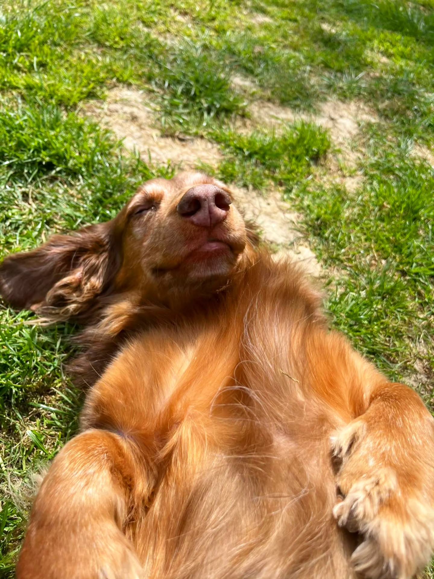 WiggleWaggles is back from travelling and happy to see all your furfaces again! 🥰
Got to see this absolute CUTIE! Are you enjoying the sunshine as much as Royston?🌞🌞🌞
#dachshund #dachshundsofinstagram #standarddachshund #dogwalker #dogsitter