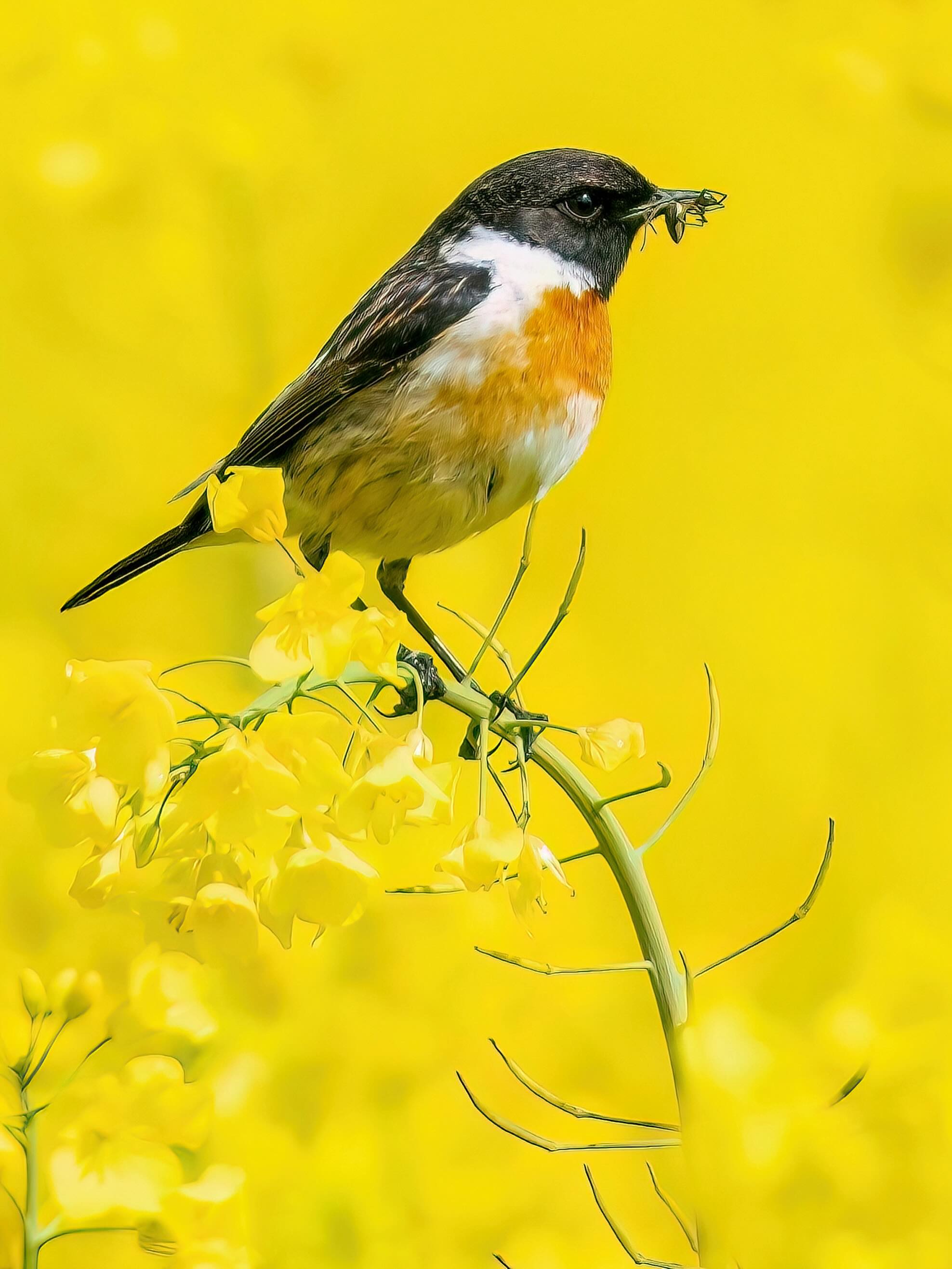 Ein Schwarzkehlchen jagt flink zwischen den leuchtend gelben Blüten eines Rapsfeldes.
Mit schwarzem Kopf, weißem Halsfleck und rostorangefarbener Brust wirkt der kleine Vogel wie ein winziger Funke im goldenen Blütenmeer. Seine Flügel stehen weit geöffnet in der Luft, während er blitzschnell nach einem Insekt schnappt.