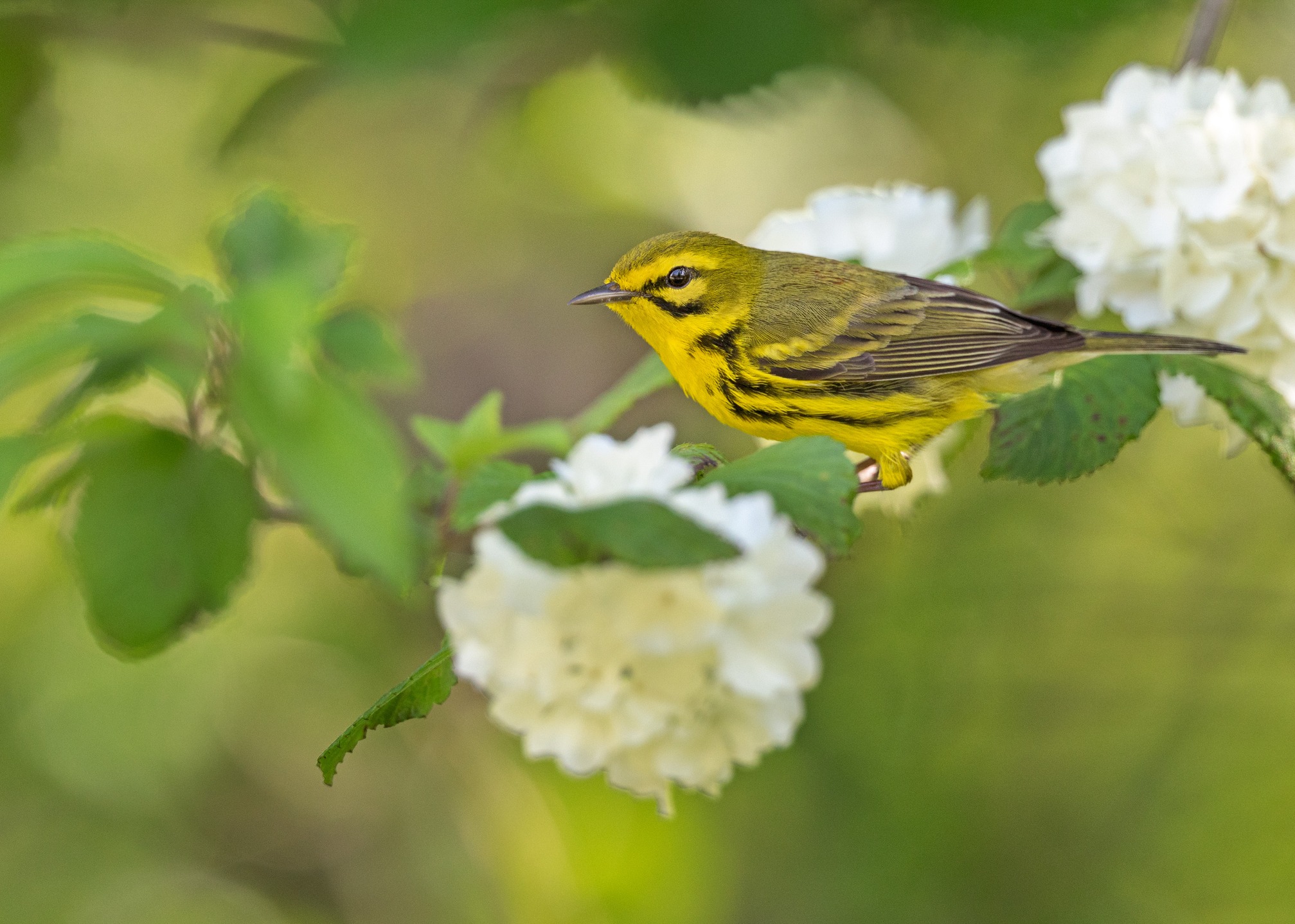 Prairie Warbler - taken last week in Ohio. They were singing around Mount Auburn this morning but I had no luck getting a shot.