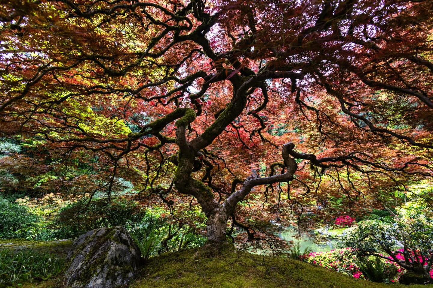 15 years ago I saw a photo similar to this tree from @peterlik and itβs what got me into photography. After moving to the PNW I knew I needed to try my hand at my own version. Thank you Peter, for the inspiration all these years ago. This feels like a full circle moment. #shotoncanon #canon #oregonexplored #pnwshooters