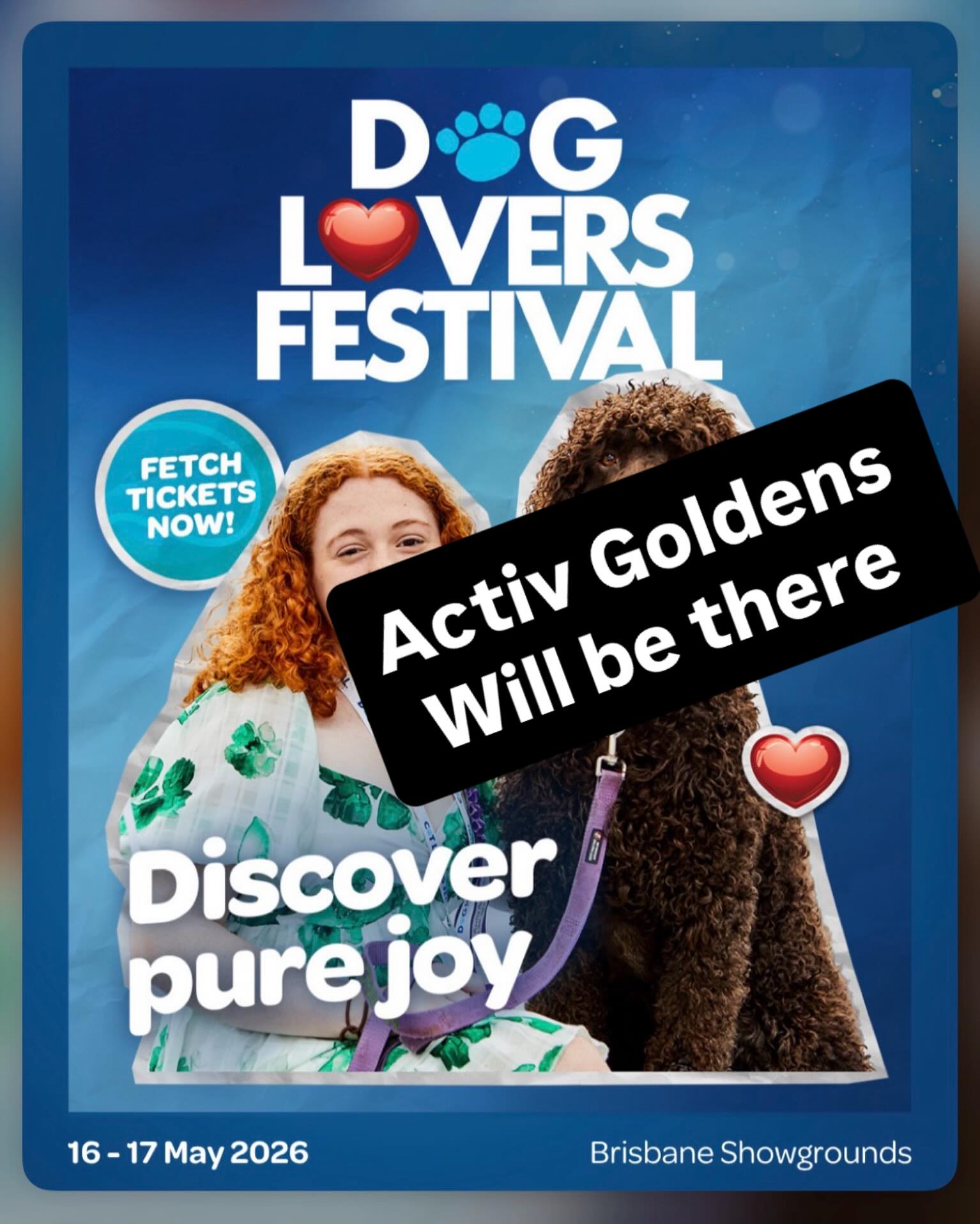 Come meet the dogs behind Activ Goldens.
We’ve been invited to the Pat-A-Pooch feature at the Dog Lovers Festival on Sunday 17th May. We’ll have a few of our UK Field Goldens there between 10:30am–12:30pm.
If you’re heading to the festival, come over and say hello, we’d love to meet you all.
#activgoldens
