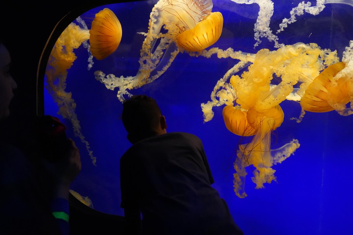 From classroom lessons to real-life wonders 🌊🐠
Our recent field trip to the aquarium brought ocean learning to life for our students and families! After exploring ocean animals and discovering why keeping our oceans clean matters, we took time to simply admire the beauty beneath the waves 💙🌎
________________________________________
#hopeacademy4autism #autismschool #escueladeautismo #saveourplanet