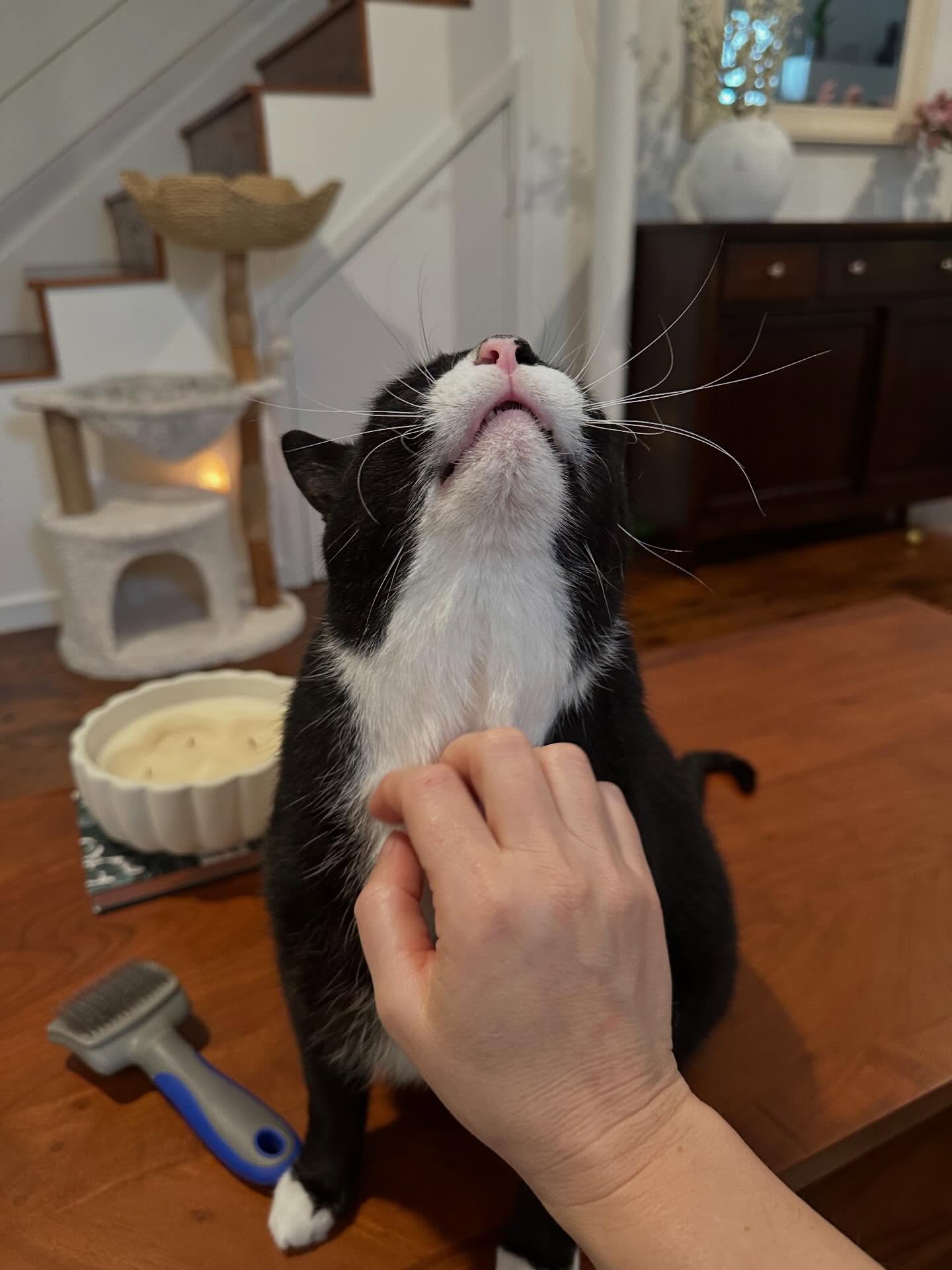 When the chin scratches hit just right!
Meet my new Pal, Dash! We’re so happy to have you as part of the pack! 🐾💜
This handsome boy loves loves a good brushing session, chin scratches and his wet food topper 😻
katiespetpals.com
East Dallas Pet Sitter
Pets are the best!
#catsitting #eastdallaspetsitter #katiespetpals