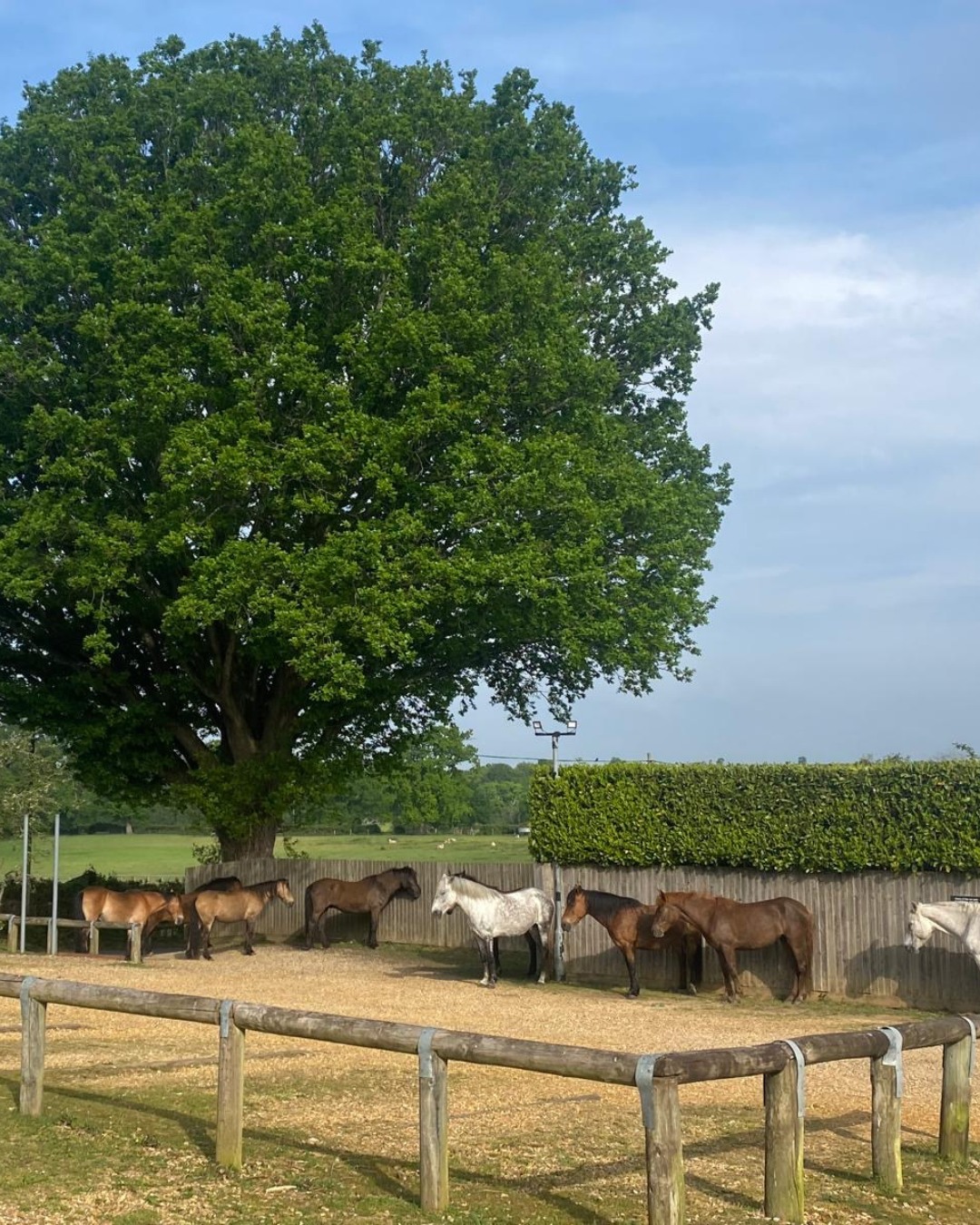 Morning meeting in the car park 🐴☀️
Only in the New Forest do your neighbours turn up with hooves and zero sense of urgency.
#NewForest #RedShootCamping #MorningVisitors #ForestLife #WildAndFree