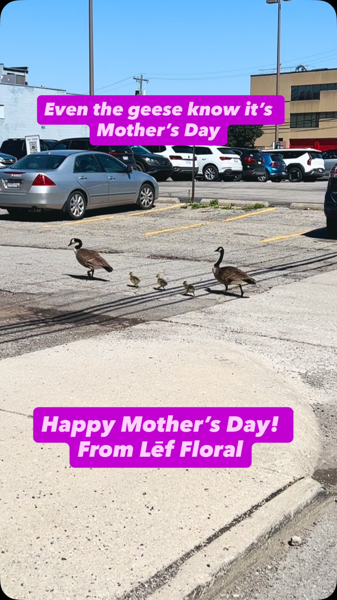 Happy Mother’s Day to all the hardest working mom’s from today, those who have come before us and those to come!
MOTHER’S DAY IN THE CITY!
www.leffloral.com
243 N 5th St
Columbus, OH 43215
614-254-6280