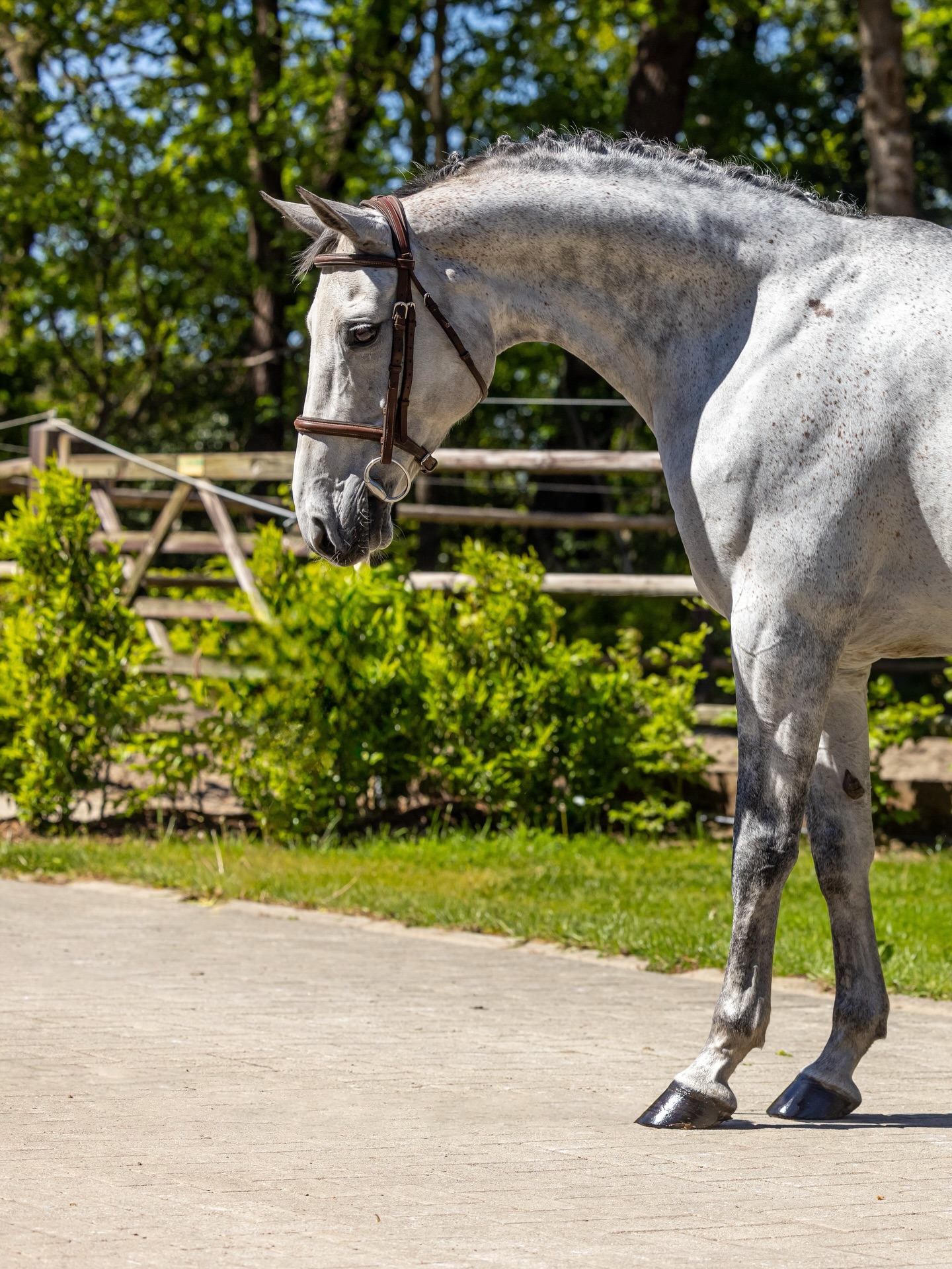 The right one tends to stand out.
We are sincerely loving having these three jumper mares in the barn—reliable, talented, and showing growth every day. One is a GP prospect for an ambitious rider, she’s really competitive and careful with a lot of promise. One is a kids’ or amateur packer saint with miles to 1.30, and one is a 6yo that started schooling 1.30 rounds right out the gate. Impressive, impressive girls. Brains 💯
Reach out if one stands out.