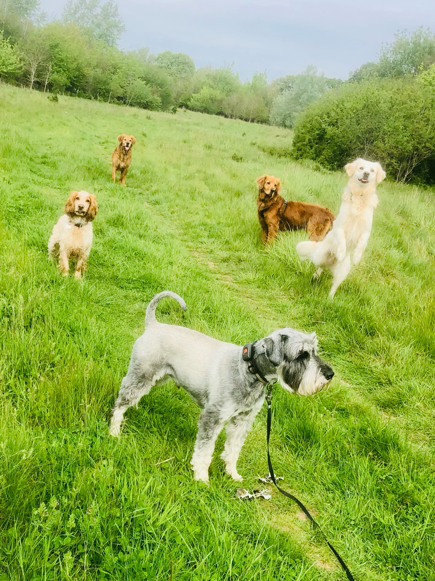 If your dog would like to have a walk with us then contact us at www.ardendogwalking.co.uk and check out our half-day experience.
#ullenhall #tanworthinarden #hockleyheath #henleyinarden #dog