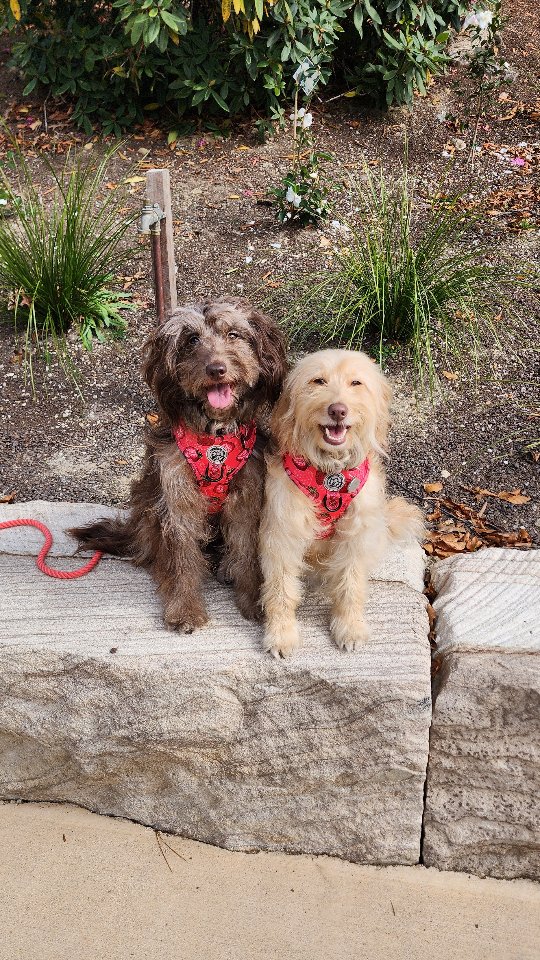 Berry SWEET Strawberry Harness Range - no filters straight from yesterday's sniffari.... available in XXS-M harness and XXS-L collar check out the range at Hendricks and Maple 🍁
www.hendricksandmaple.com
GIVE YOUR BOW OR MEOW SOME WOW
#dogaccessories #dog #dogharness #dogs #dogleash