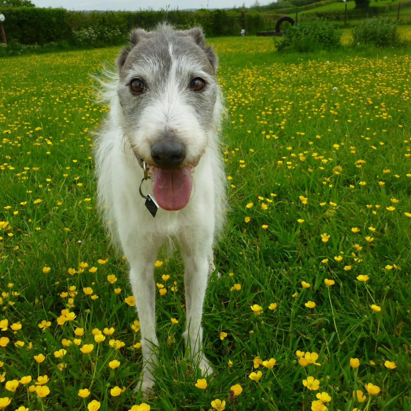 Strike a pose πΈ
Thank you to Holly' House Guests for these close up shots from Barney's 'lad's trip' to Wanderlust Walkies.
Book your next trip to our secure dog walking fields at Wanderlust Walkies via the link in our bio.
#WanderlustWalkies
#SecureDogWalkingFields
#DogFieldDevon
#DogGram