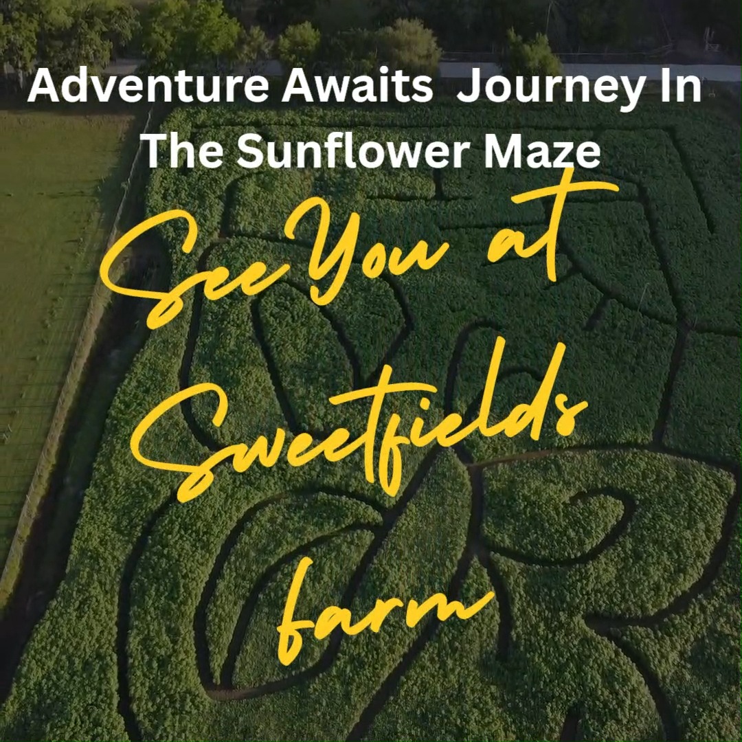 Enjoy this fly over of the 2026 Sunflower Maze
The month of May is your chance to experience it all. Get lost in a MAZE OF SUNFLOWERS ๐ป๐ป, BEAUTIFUL U-PICK flower fields, cute FARM ANIMALS, enjoying lots of FUN ACTIVITIES and tasty TREATS. HAYRIDE around the farm and make lifetime MEMORIES together. Don't miss this A-mazing Event!
Event Details, Schedule and Tickets found in our bio and on our website
#sunflower#thingstodo#mothersday#kidsactivities#DRONE
