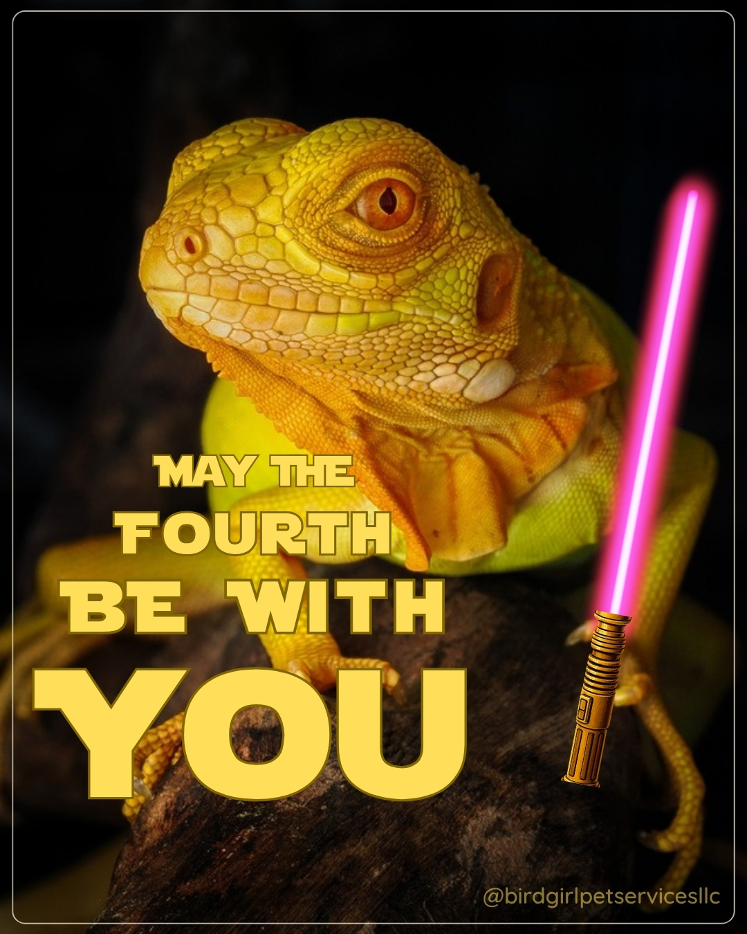 May the 4th be with you, from every feathered, scaled, and fluffy client we care for.
Force-free care is the strongest force in pet care. Every animal is handled on their terms, not ours. Calm, consistent, species-specific. Every day.
#BirdGirlPetServices #MayThe4thBeWithYou #StarWarsDay #ExoticPetCare #LongIslandPets