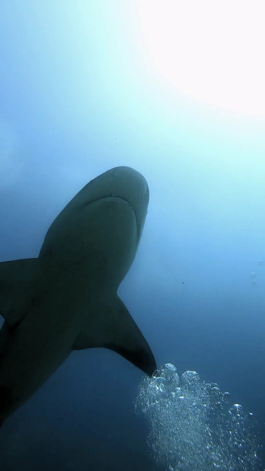 Cuando los 50 minutos de buceo se te hacen cortos.
Esto es cabo pulmo. Silencio, respiración y ellos paseando a nuestro lado. No es miedo. Es otra cosa. Una mezcla de respeto por algo tan imponente.
🙌🏽 Gracias océano por este encuentro tan mágico
#mexico #cabopulmo #bullshark #diving #nakama