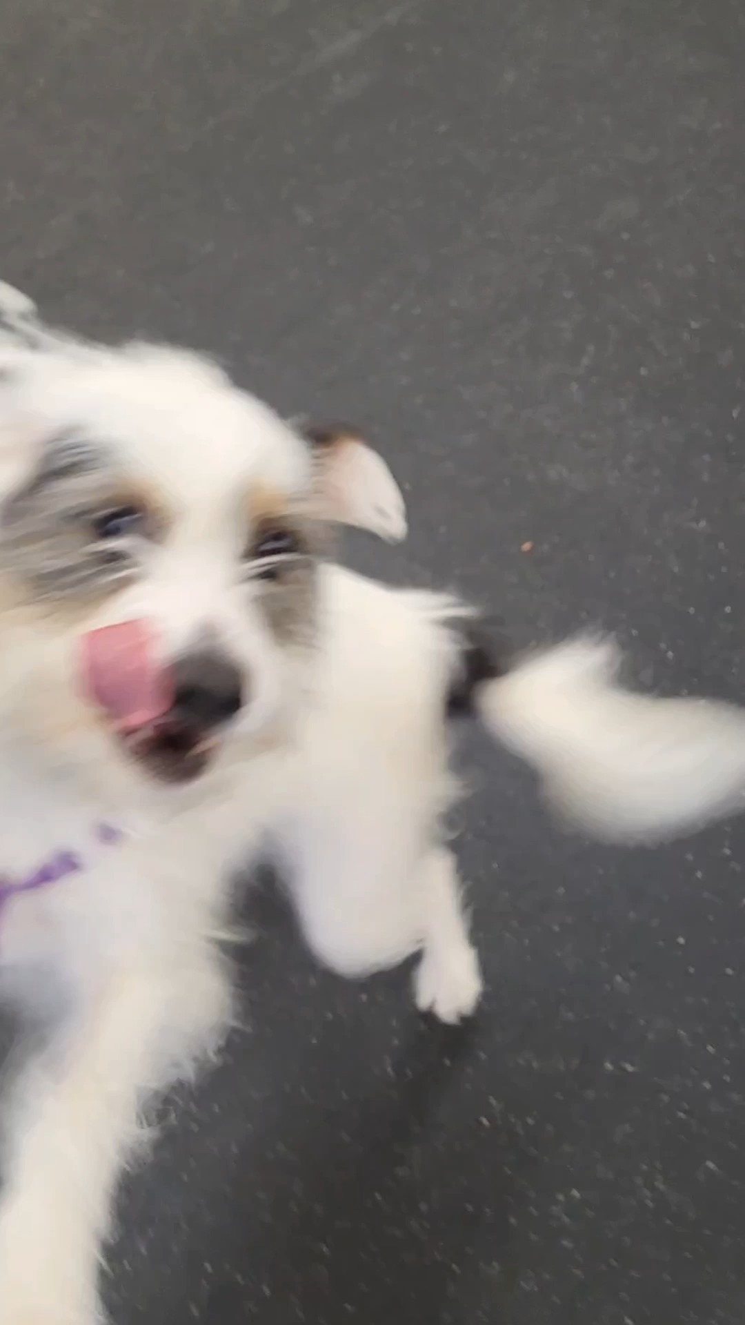 Why is Donut so excited? Because it's the last day to vote for Ruff Life in Best of WNC! Visit our LinkTree for the link to cast your vote before it's too late! ๐พ๐คฉ
#BestOfWNC #Asheville #DogLovers #DogsOfAsheville #ashevillesmallbusiness
