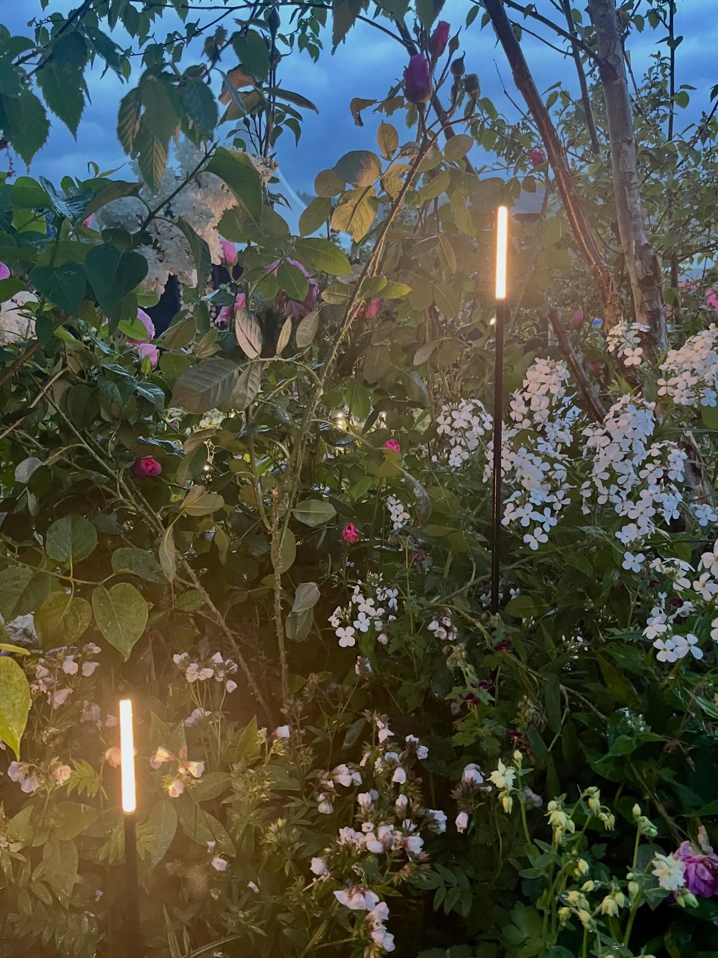 Such a treat to see our award winning ONE show garden shining in yesterday evening’s rain here at the RHS Malvern Spring Festival. The new Breeze lights from @inlite_global were looking absolutely magical, adding so much atmosphere and character to the garden.
We are incredibly grateful to our friends at @landscapeplus_uk for allowing us to include the Breeze lights in our garden, and they have generated a huge amount of interest during the first two days of the festival. We are the first UK show garden to feature these stunning new lights, and we look forward to seeing them in the next home at Chelsea in the coming weeks.
@malvern.shows
#gardenlighting #ledlights #gardenlights #gardendesign #rhs